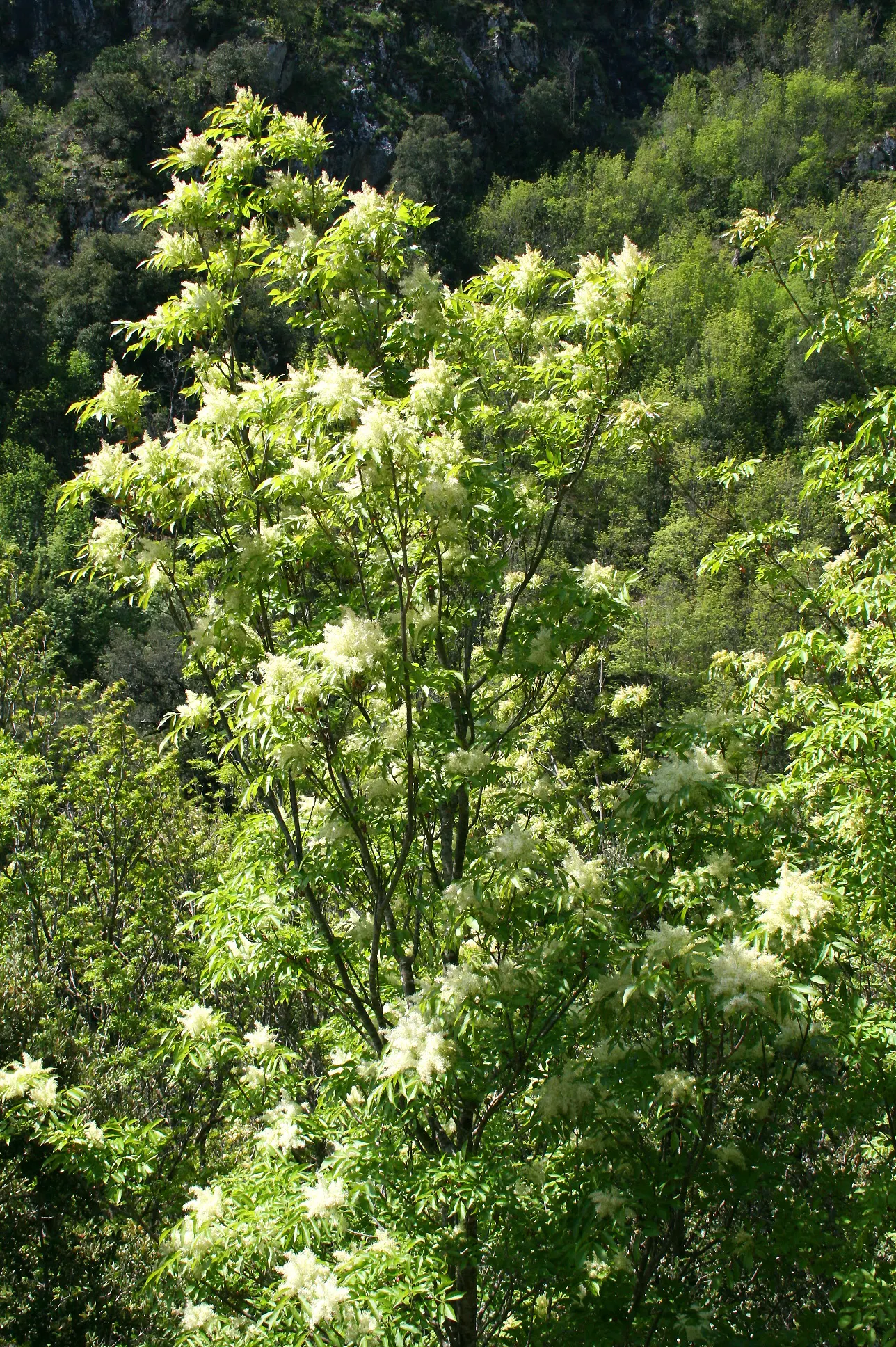 Flowering Ash (Fraxinus Ornus) — pinnately compound leaves; native to the Mediterranean region