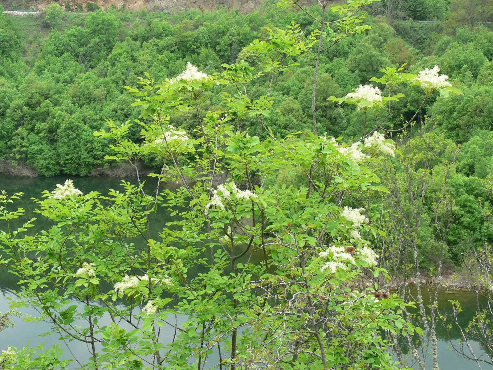 Flowering Ash (Fraxinus Ornus) — with low maintenance needs and adaptability, image 77