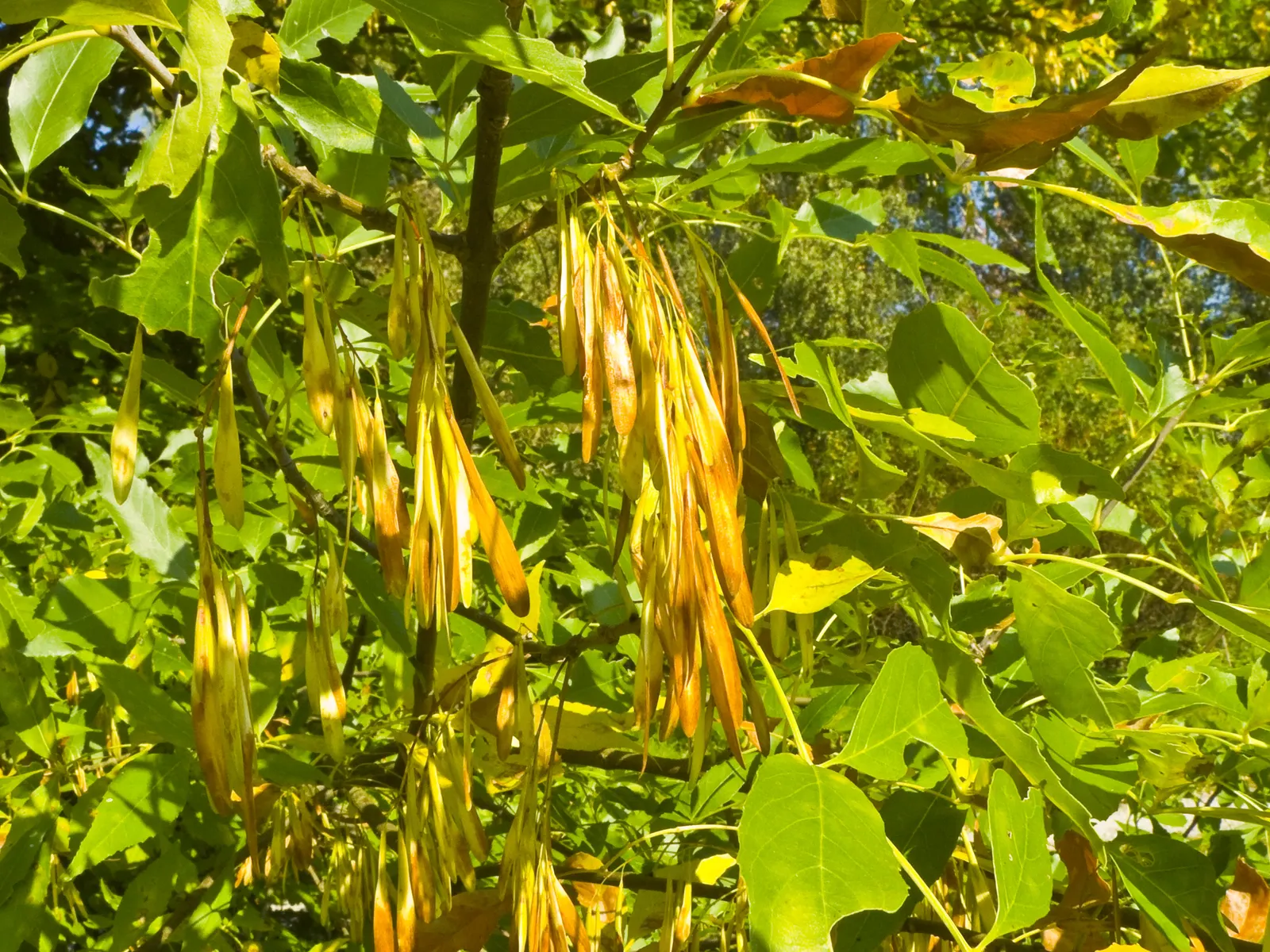 Flowering Ash (Fraxinus Ornus) — Fraxinus ornus is festooned with showy panicles of creamy-white