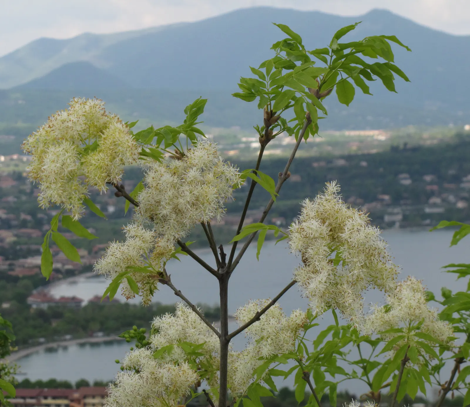Flowering Ash (Fraxinus Ornus) — Fraxinus ornus serves well as a focal point