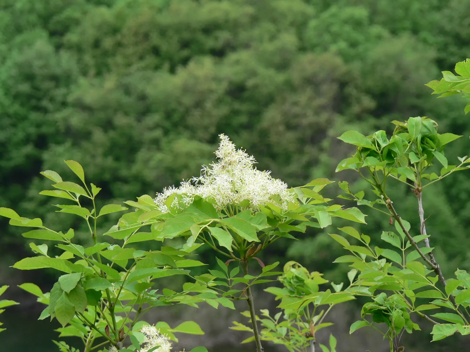Flowering Ash (Fraxinus Ornus) — each with 5 to 9 leaflets; the Flowering Ash thrives in well-drained soil