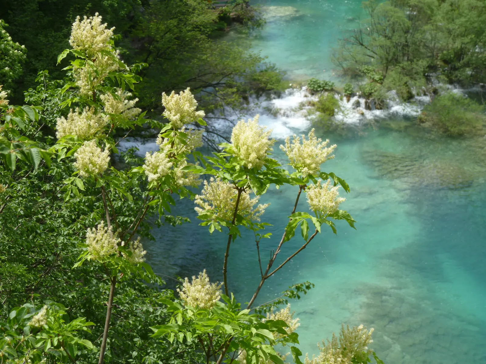 Flowering Ash (Fraxinus Ornus) — which then transitions to a palette of yellows and muted oranges in the fall.<br><br>For a landscape design; creamy white