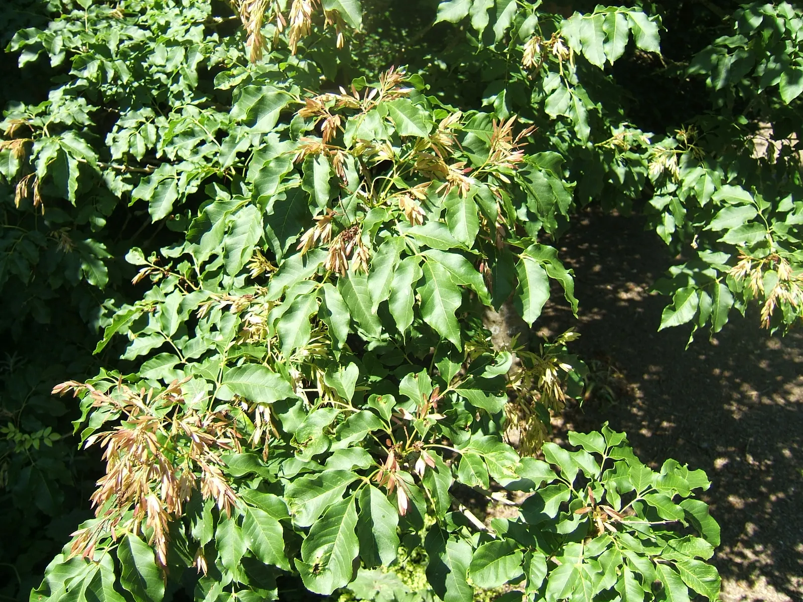 Flowering Ash (Fraxinus Ornus) — pinnately compound leaves; native to the Mediterranean region, image 71