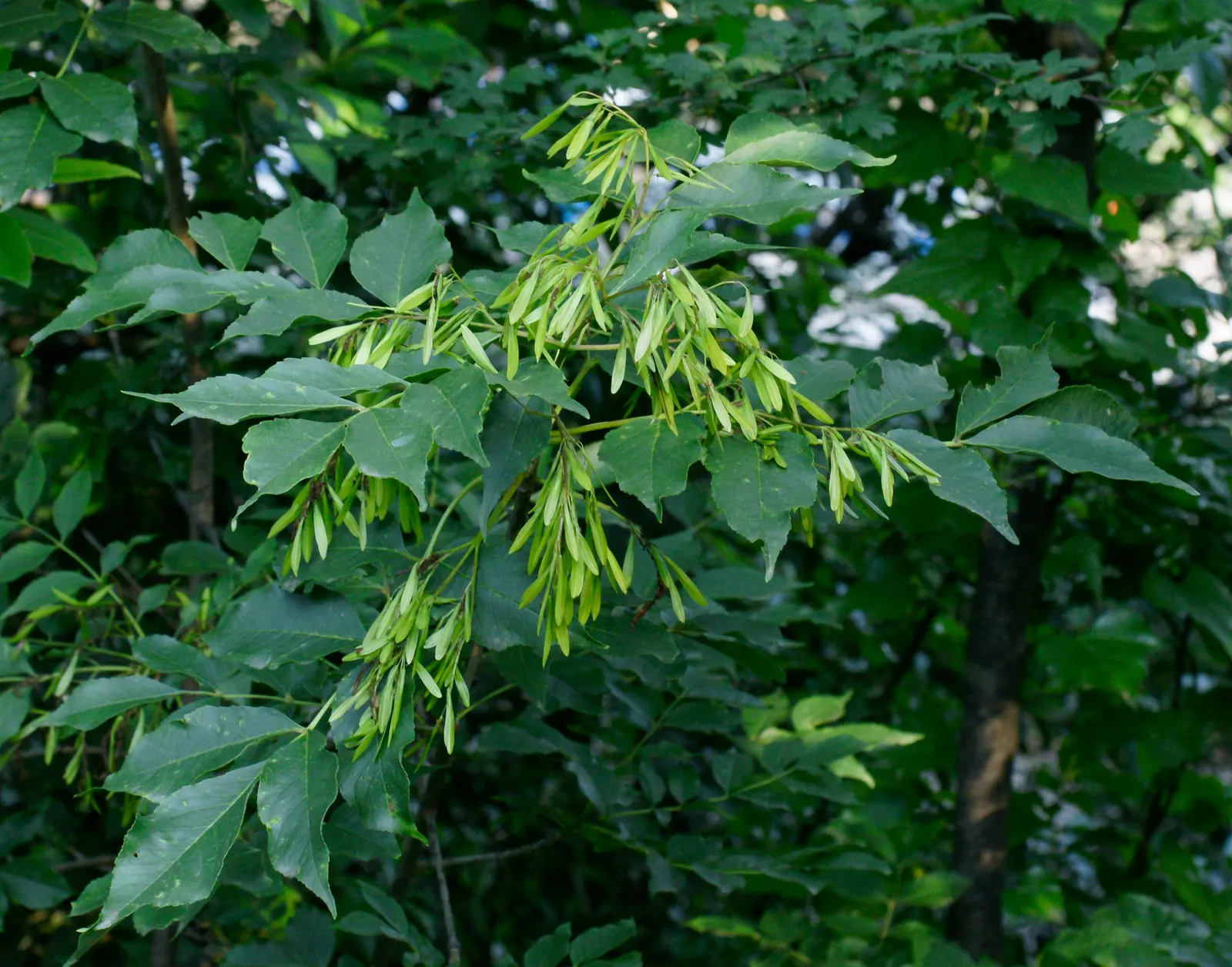 Flowering Ash (Fraxinus Ornus) — tree for full