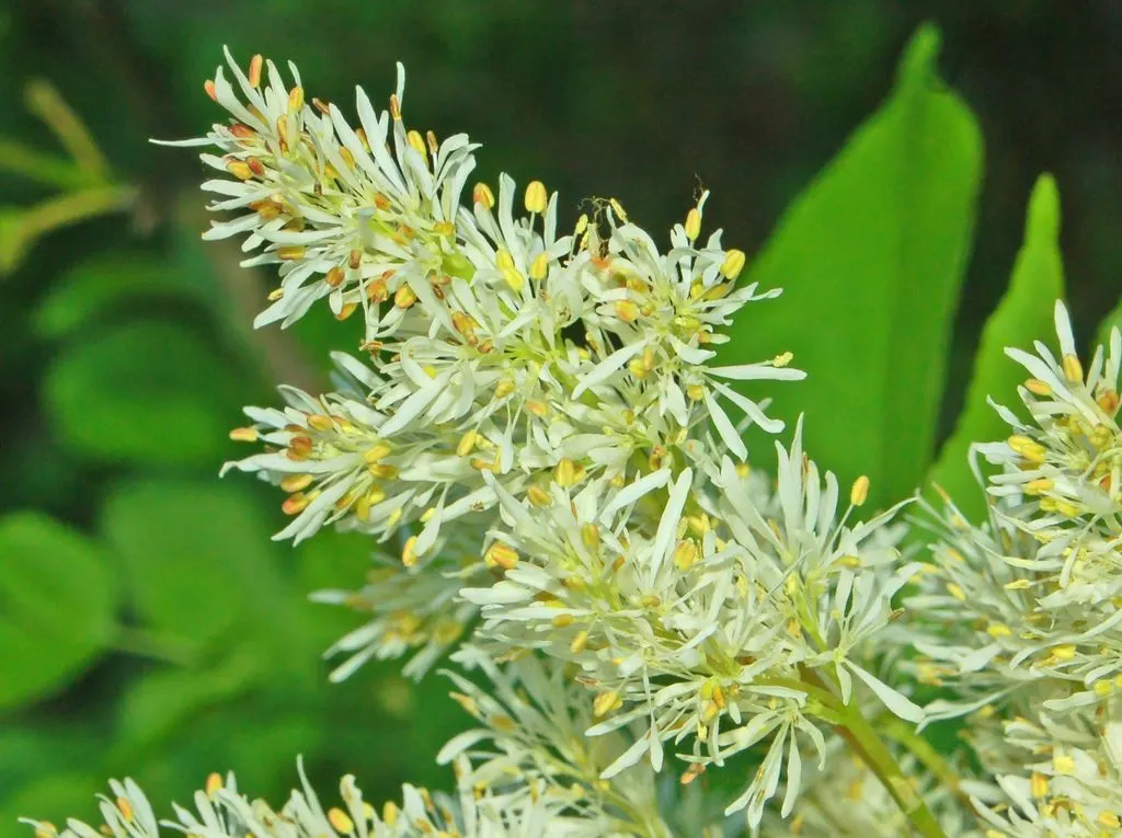 Flowering Ash (Fraxinus Ornus) — This ornamental possesses pinnate leaves that shift to golden yellow in fall; green and white flowers in the garden, image 58