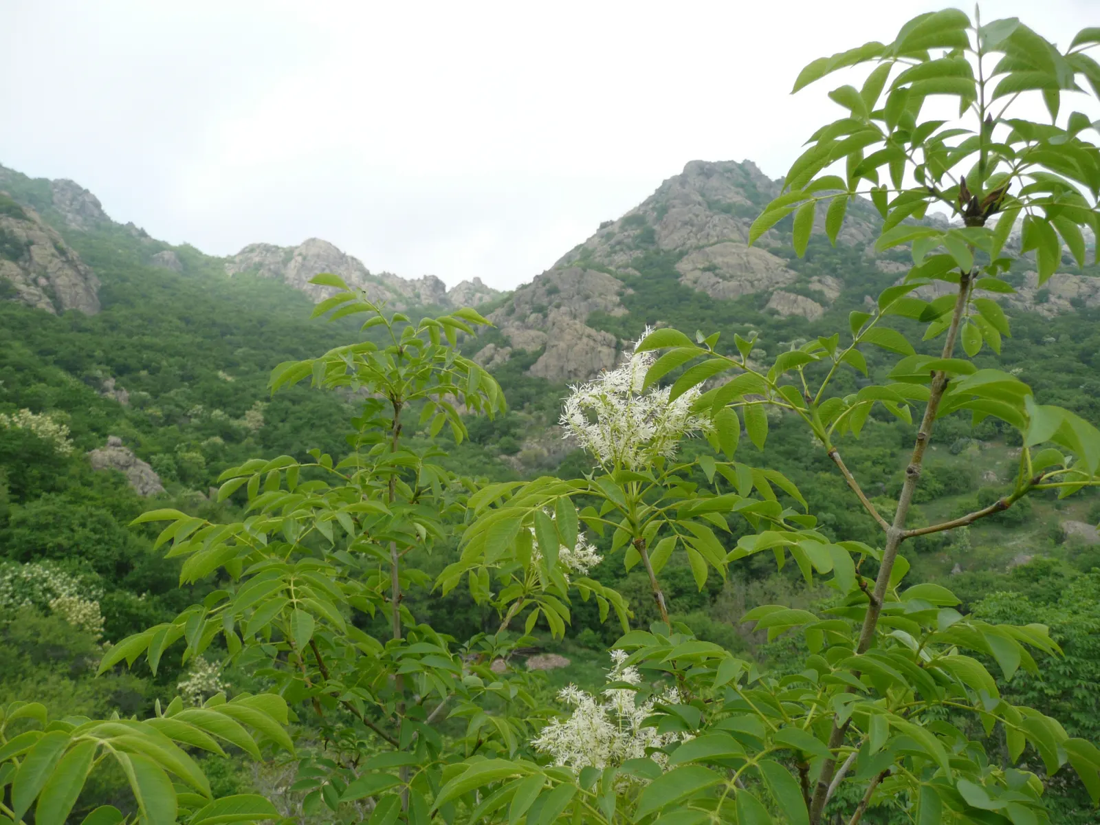 Flowering Ash (Fraxinus Ornus) — this tree typically reaches heights of 15 to 25 feet with an equivalent spread; is a deciduous tree of immense, image 63