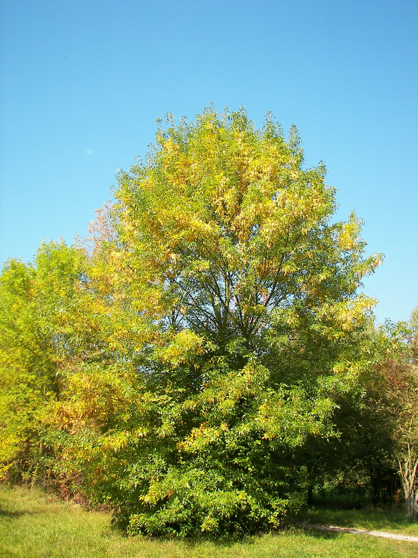 Flowering Ash (Fraxinus Ornus) — offering a lush green backdrop in summer
