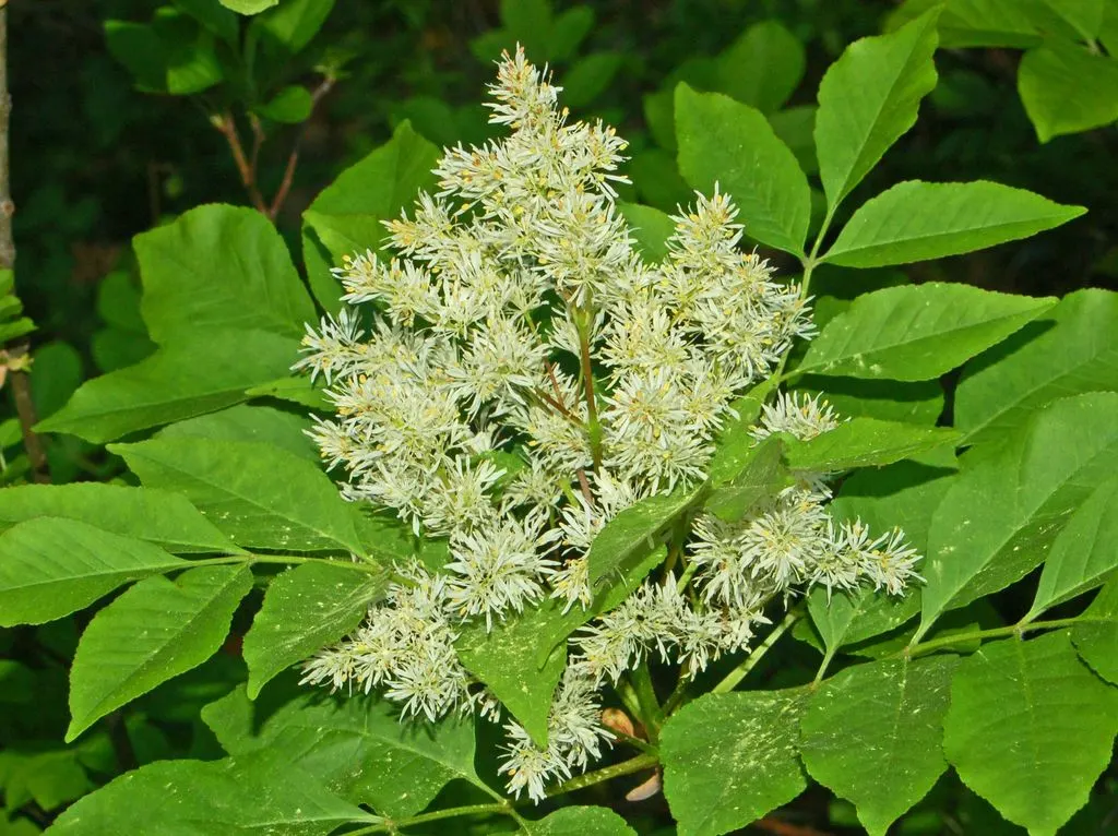 Flowering Ash (Fraxinus Ornus) — creamy white flowers blooming in late spring; fraxinus ornus is festooned with showy panicles of creamy-white