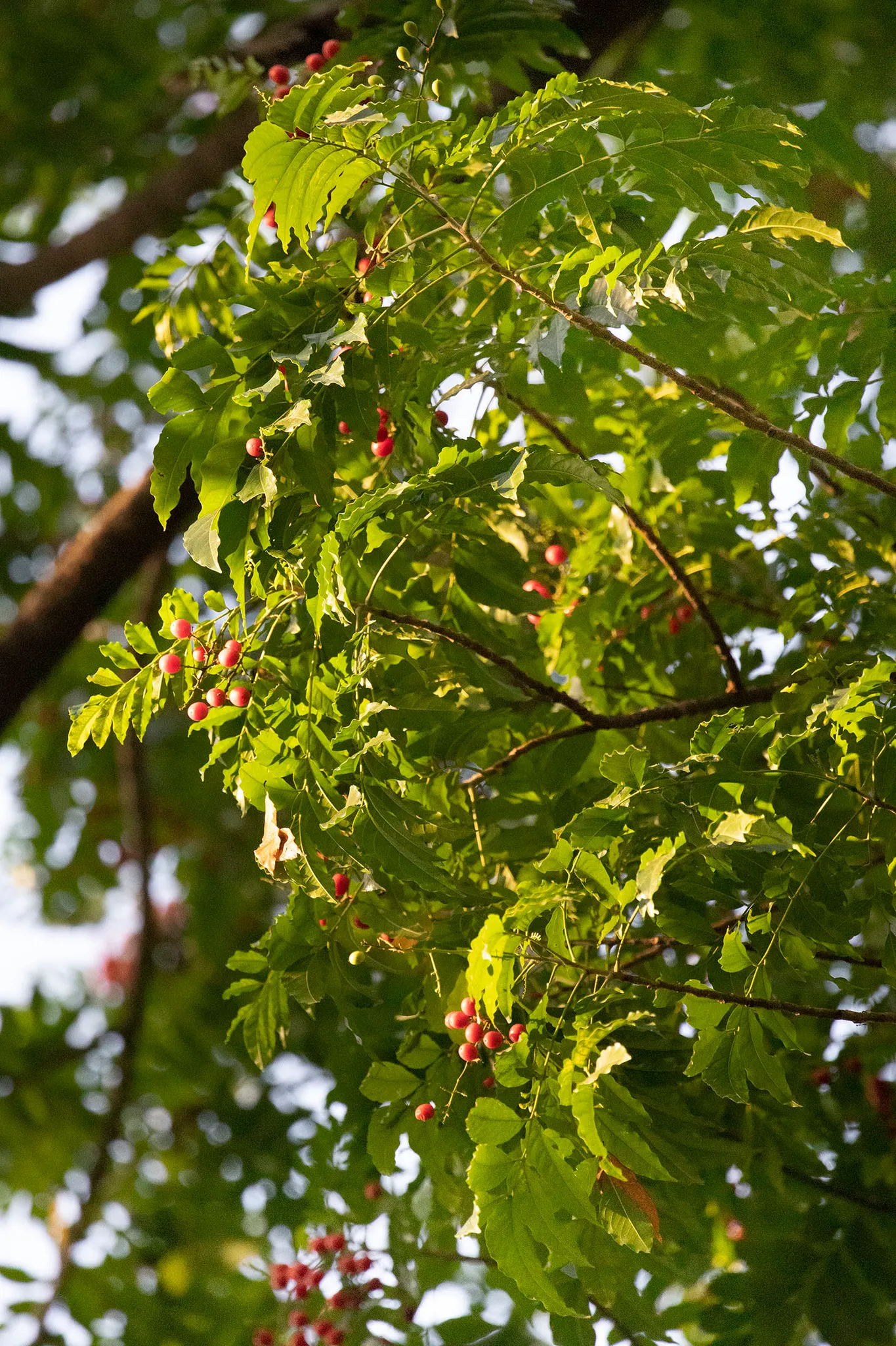 Flowering Ash (Fraxinus Ornus) — Following the floral exhibition, image 68
