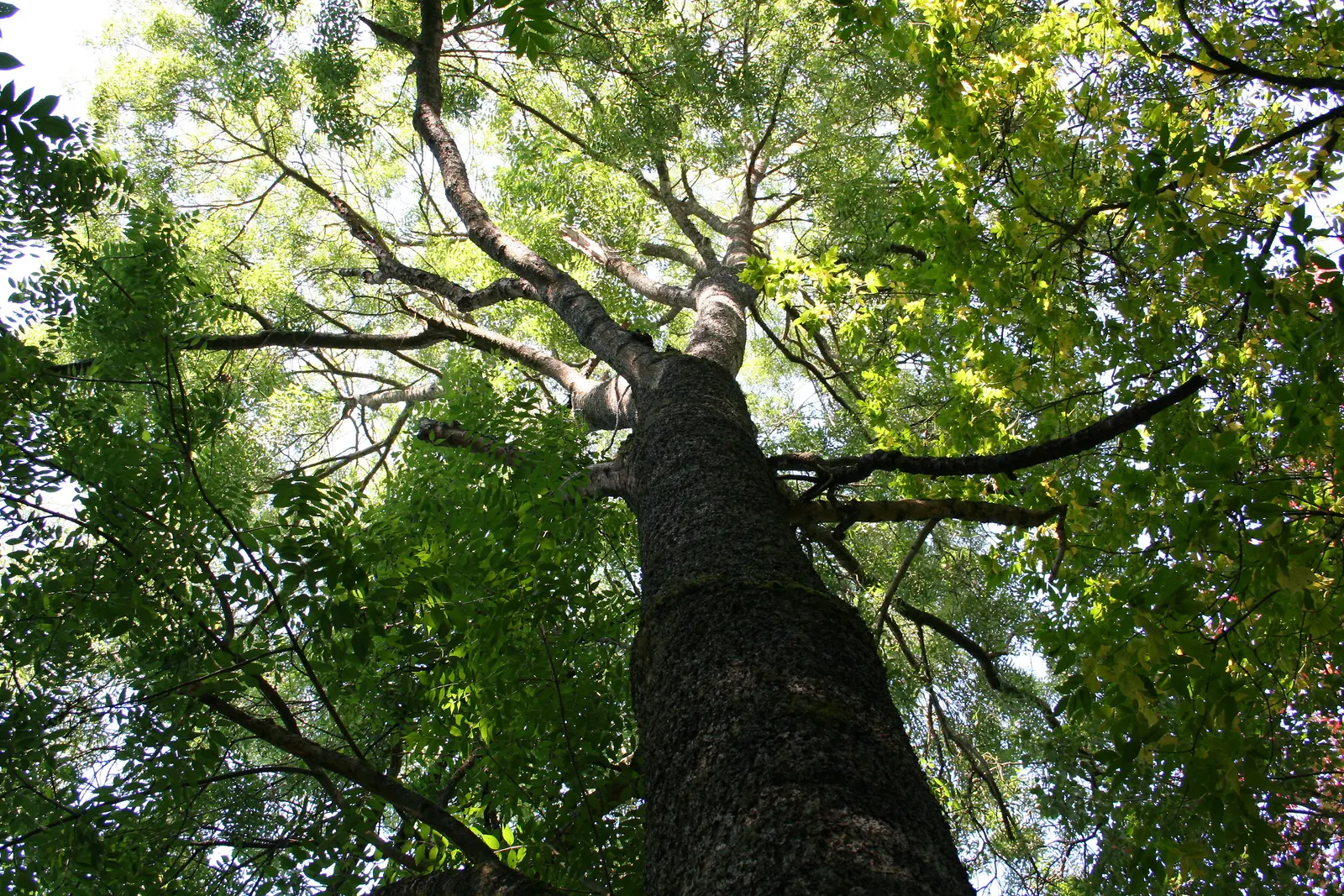 Flowering Ash (Fraxinus Ornus) — often selected for its striking floral display and manageable size; offering a lush green backdrop in summer, image 61