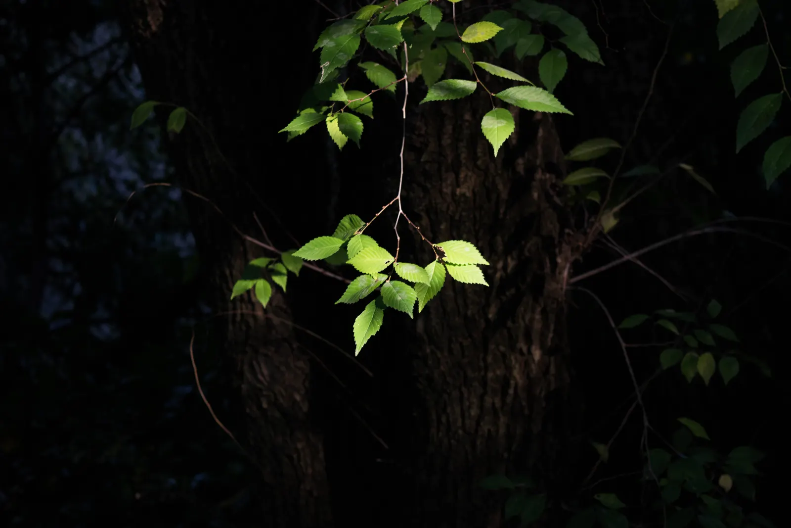 Flowering Ash (Fraxinus Ornus) — tree with green and white blooms; pinnately compound leaves