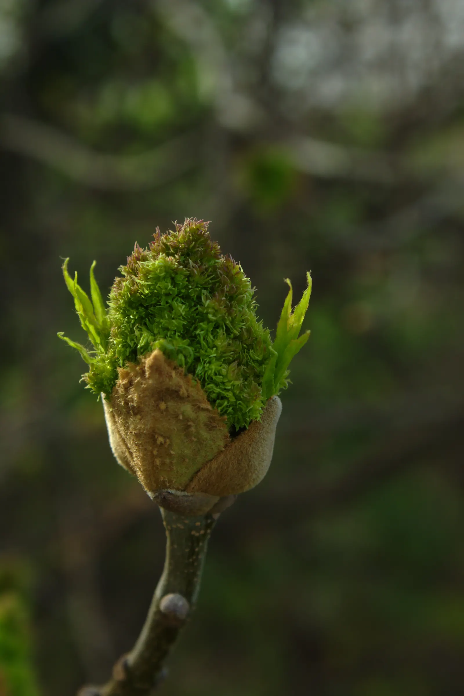 Flowering Ash (Fraxinus Ornus) — Its size, attractive blooms, and seasonal changes provide enduring interest throughout the year; showing a, image 76