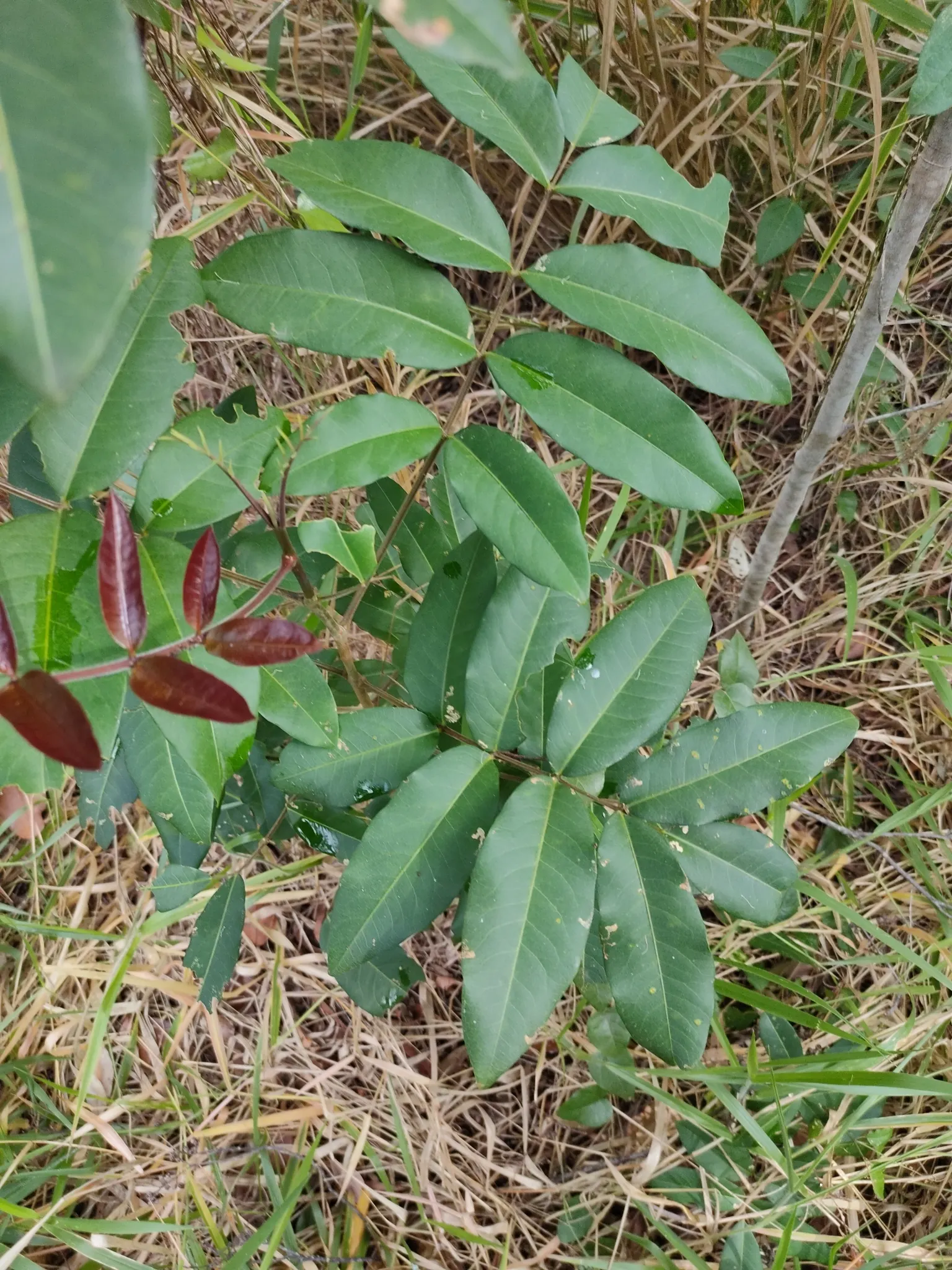 Flowering Ash (Fraxinus Ornus) — each cluster stretching up to 8 inches long
