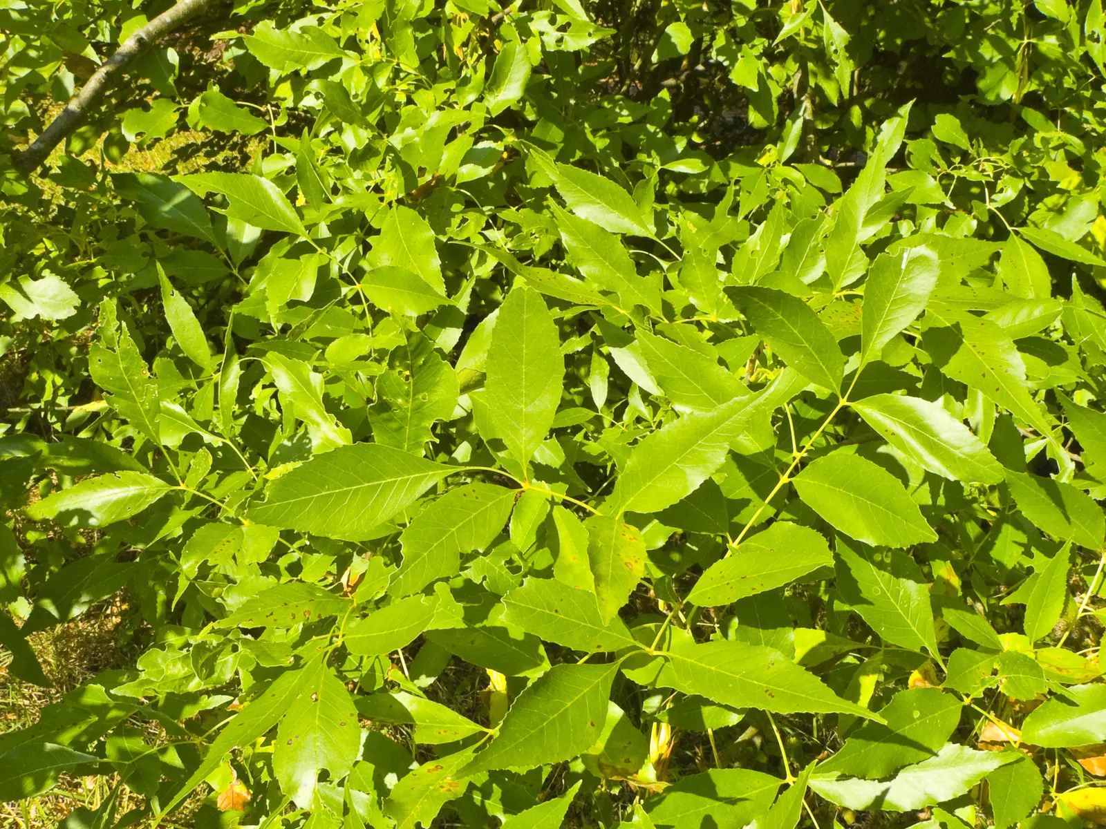 Flowering Ash (Fraxinus Ornus) — it provides both beauty and functionality to any garden setting