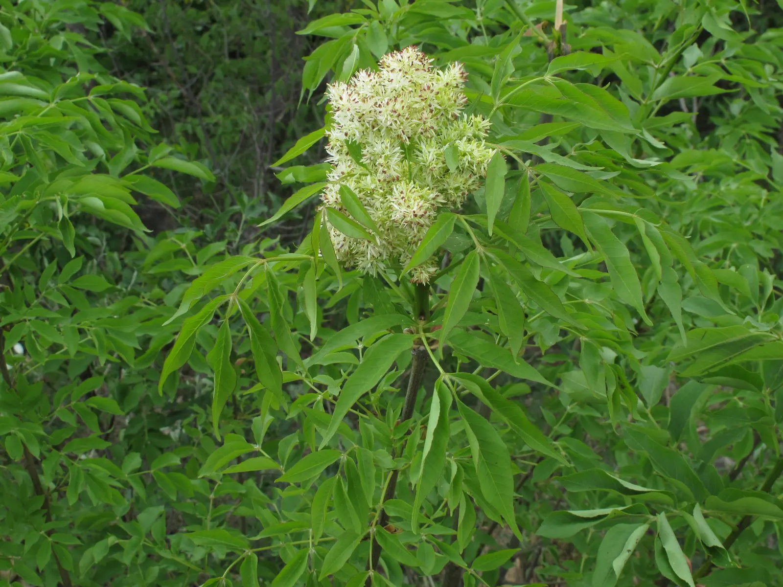 Flowering Ash (Fraxinus Ornus) — is a deciduous tree of immense charm and ornamental value; each cluster stretching up to 8 inches long