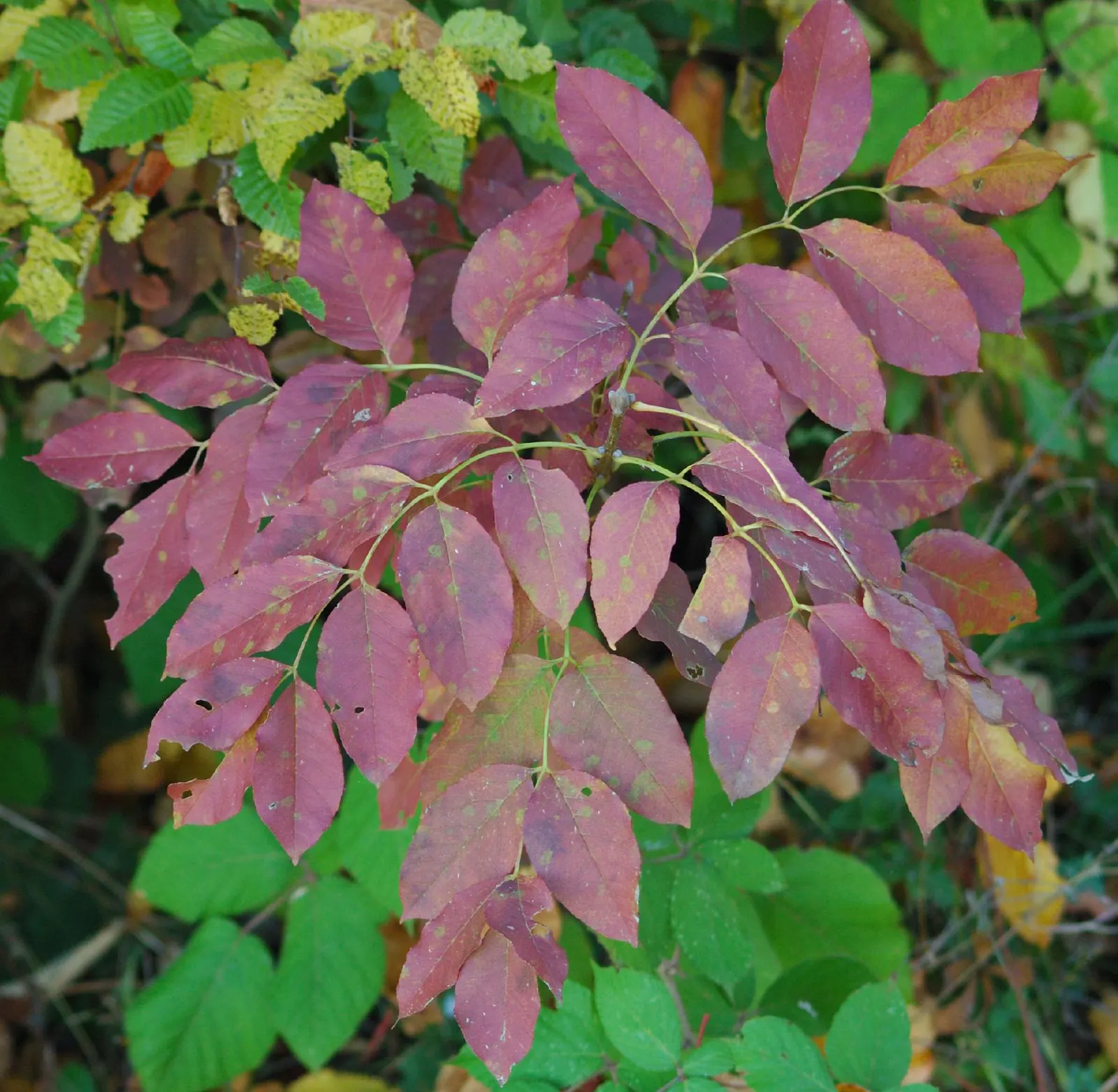 Flowering Ash (Fraxinus Ornus) — is a deciduous tree known for its showy clusters of fragrant