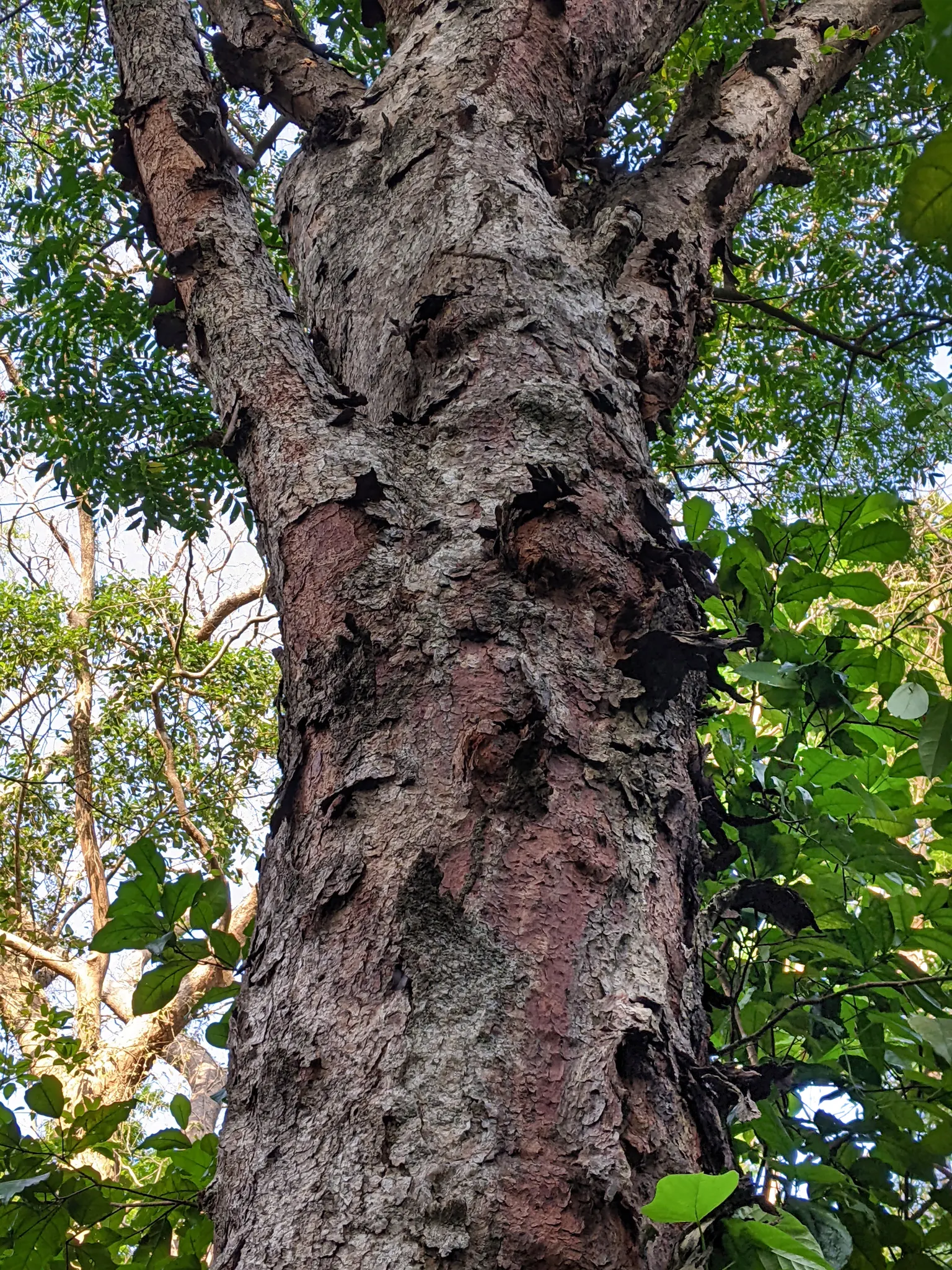Flowering Ash (Fraxinus Ornus) — tree with green and white blooms