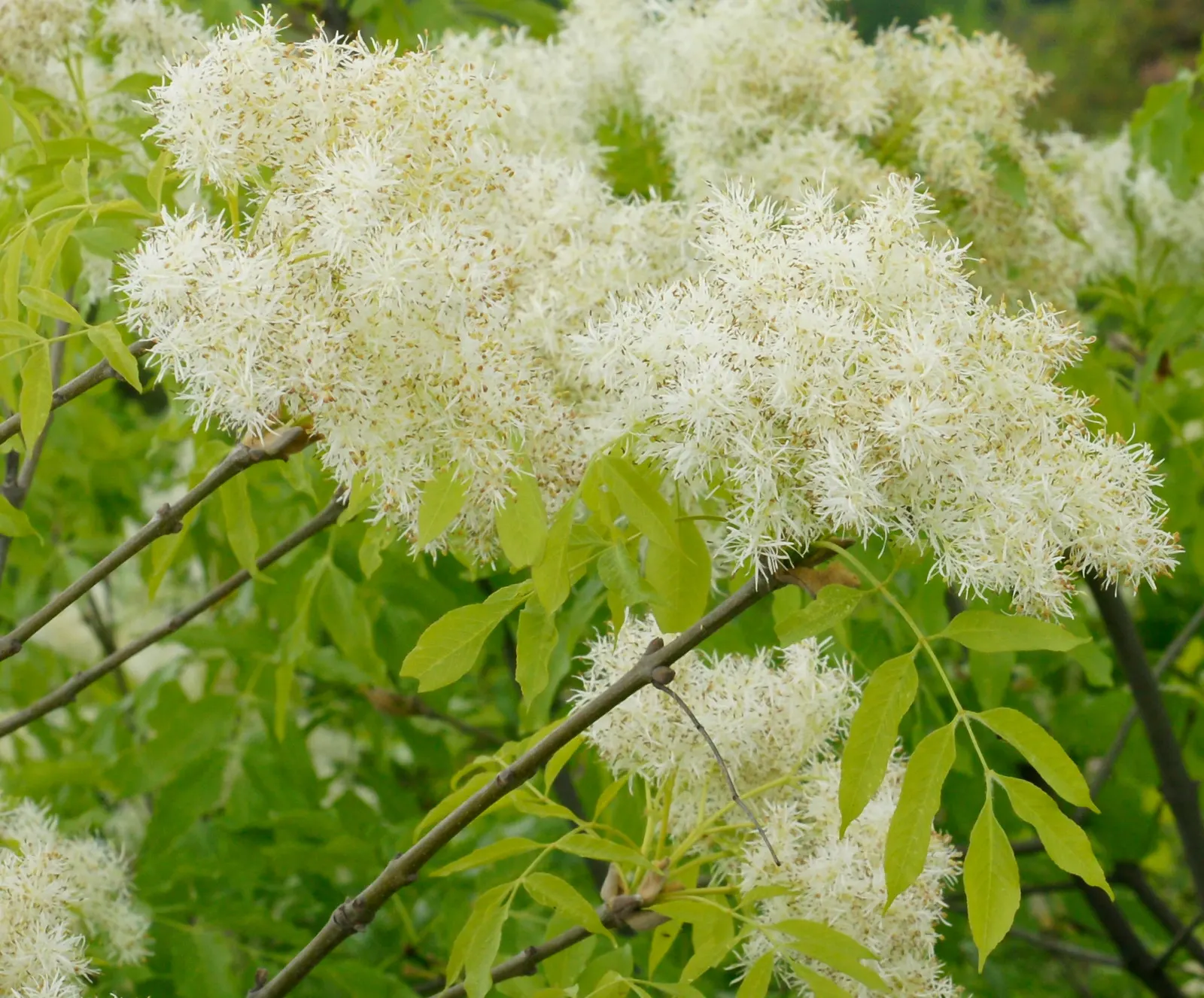 Flowering Ash (Fraxinus Ornus) — is a deciduous tree known for its showy clusters of fragrant; this ornamental possesses pinnate leaves that shift, image 55