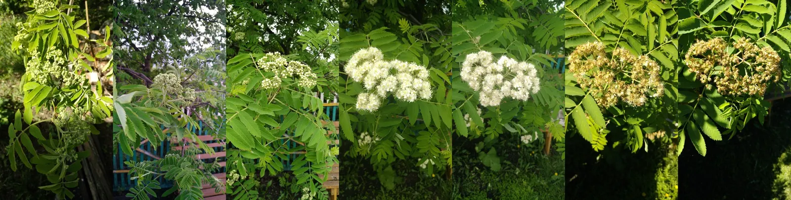 Flowering Ash (Fraxinus Ornus) — each with 5 to 9 leaflets; the Flowering Ash thrives in well-drained soil, image 72