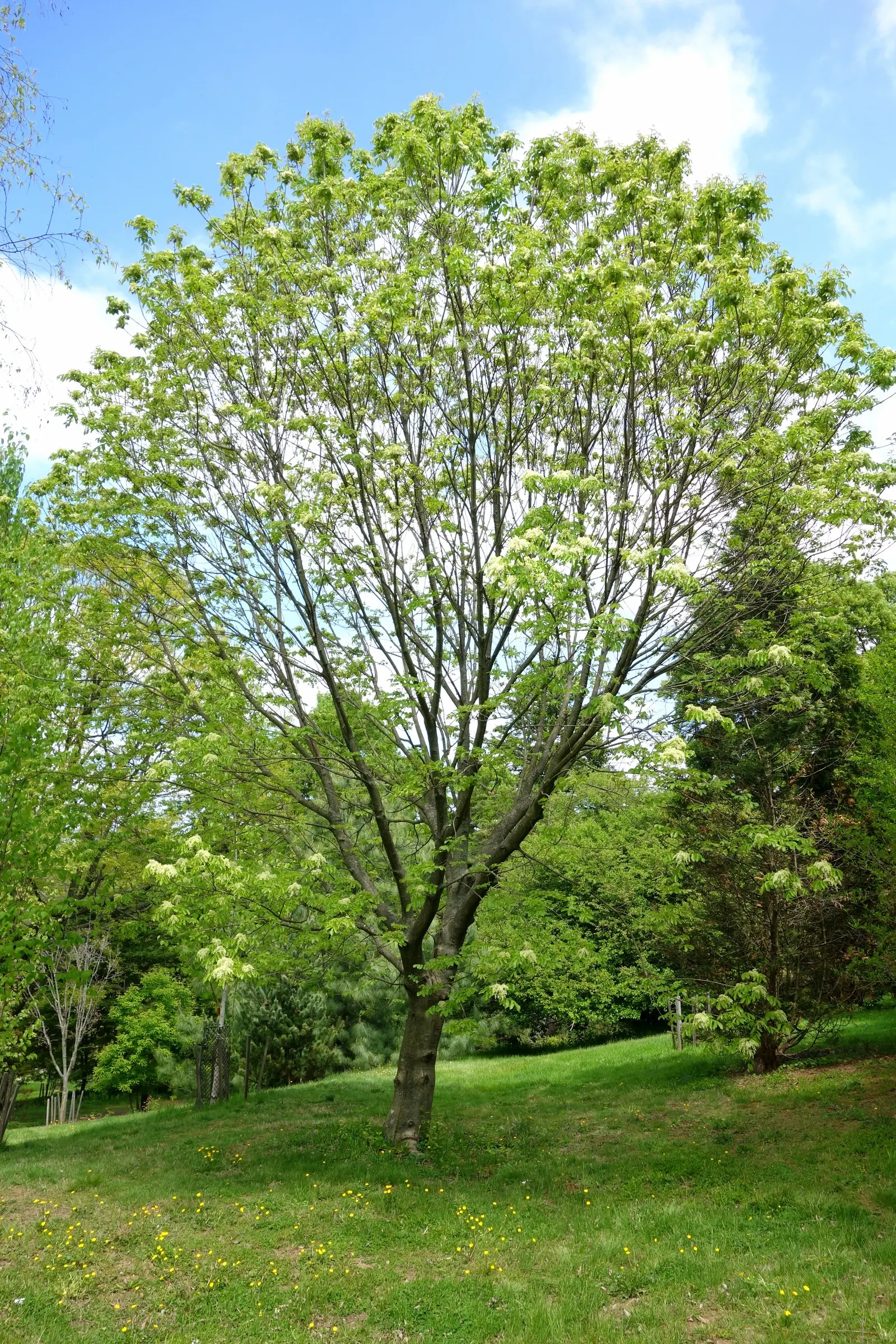 Flowering Ash (Fraxinus Ornus) — These blossoms not only add a splash of elegance but also attract a variety of pollinators to the garden