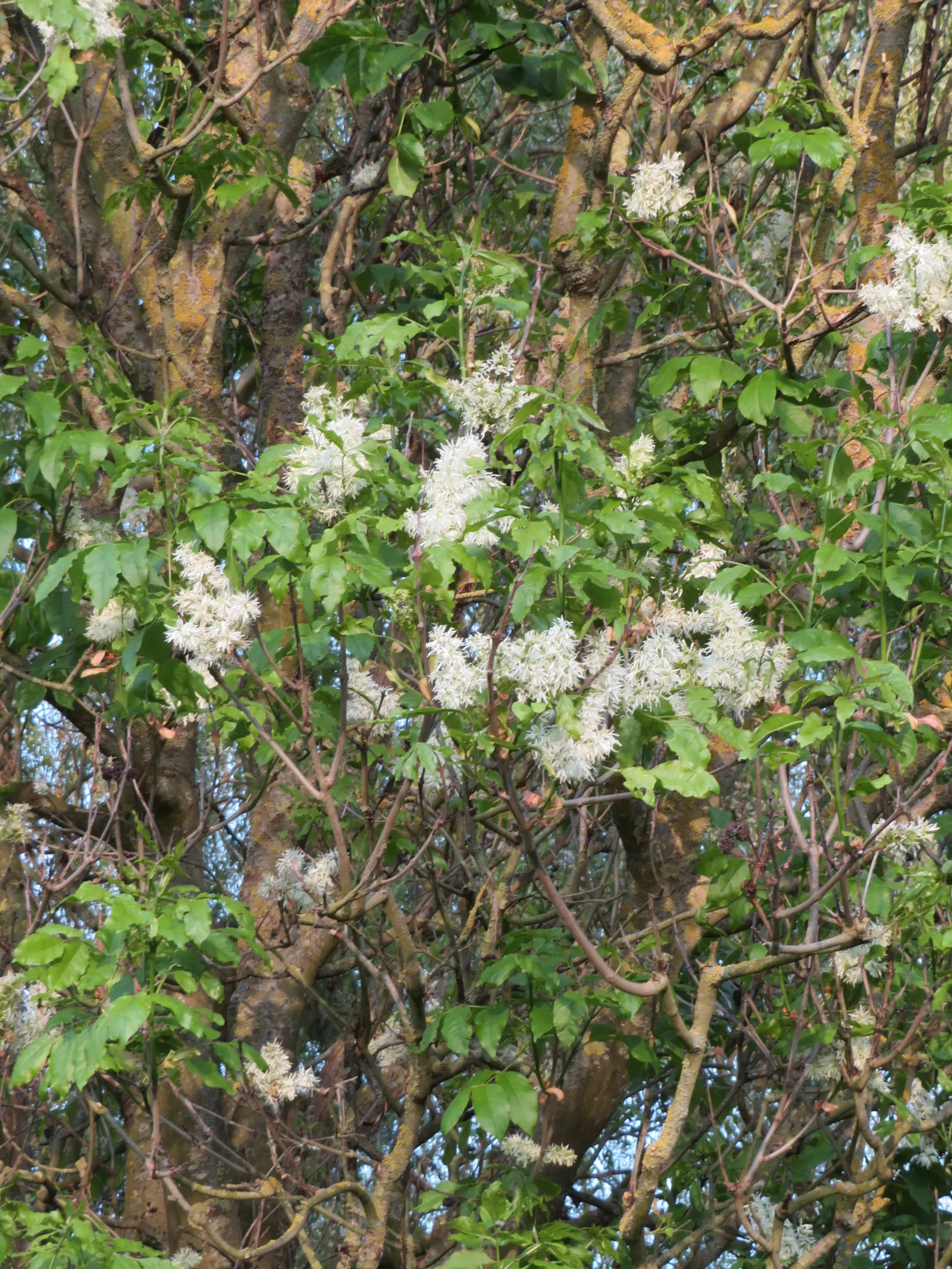 Flowering Ash (Fraxinus Ornus) — this tree typically reaches heights of 15 to 25 feet with an equivalent spread