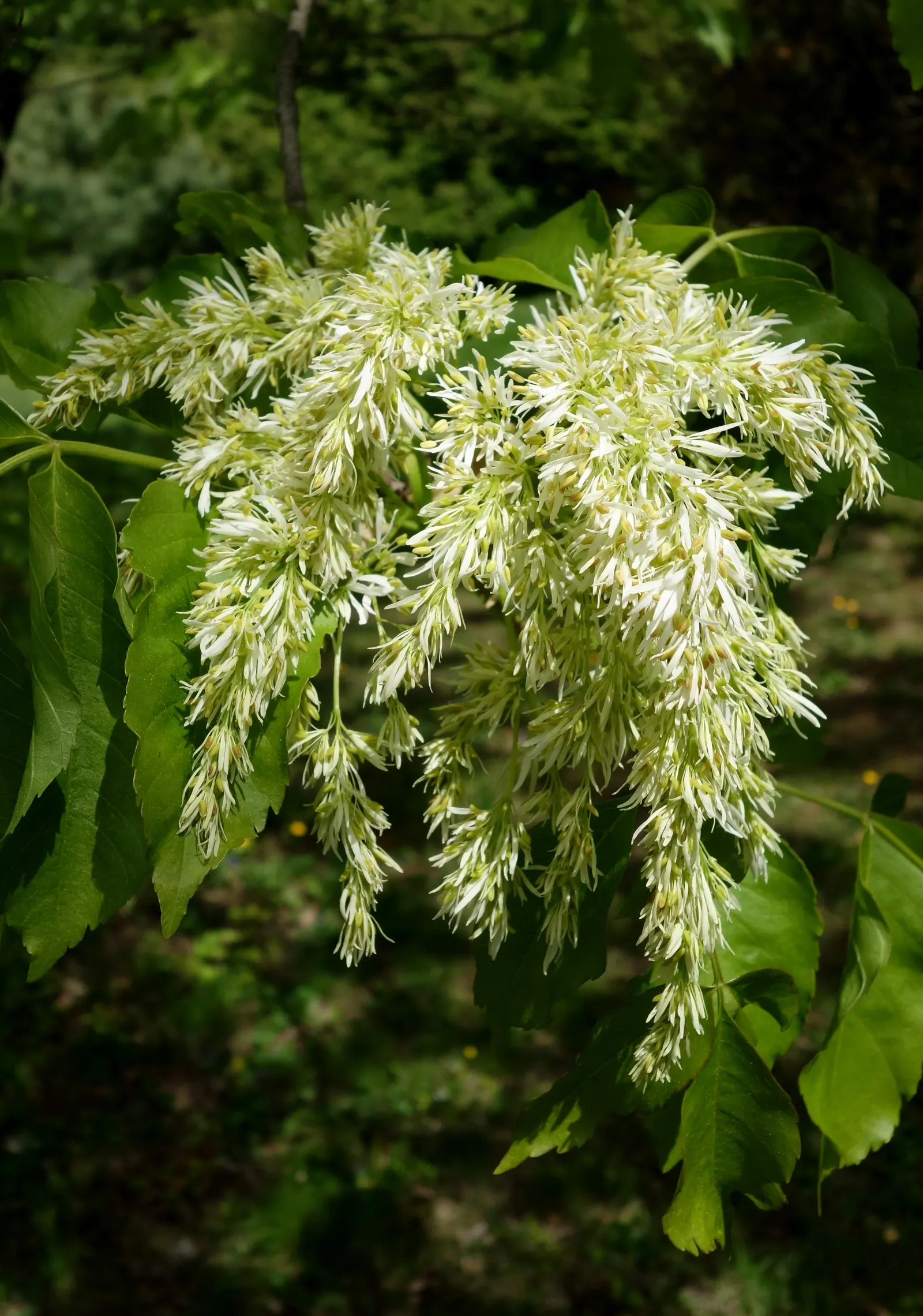 Flowering Ash (Fraxinus Ornus) — It reaches up to 25 feet in height with a spread of 15 to 25 feet