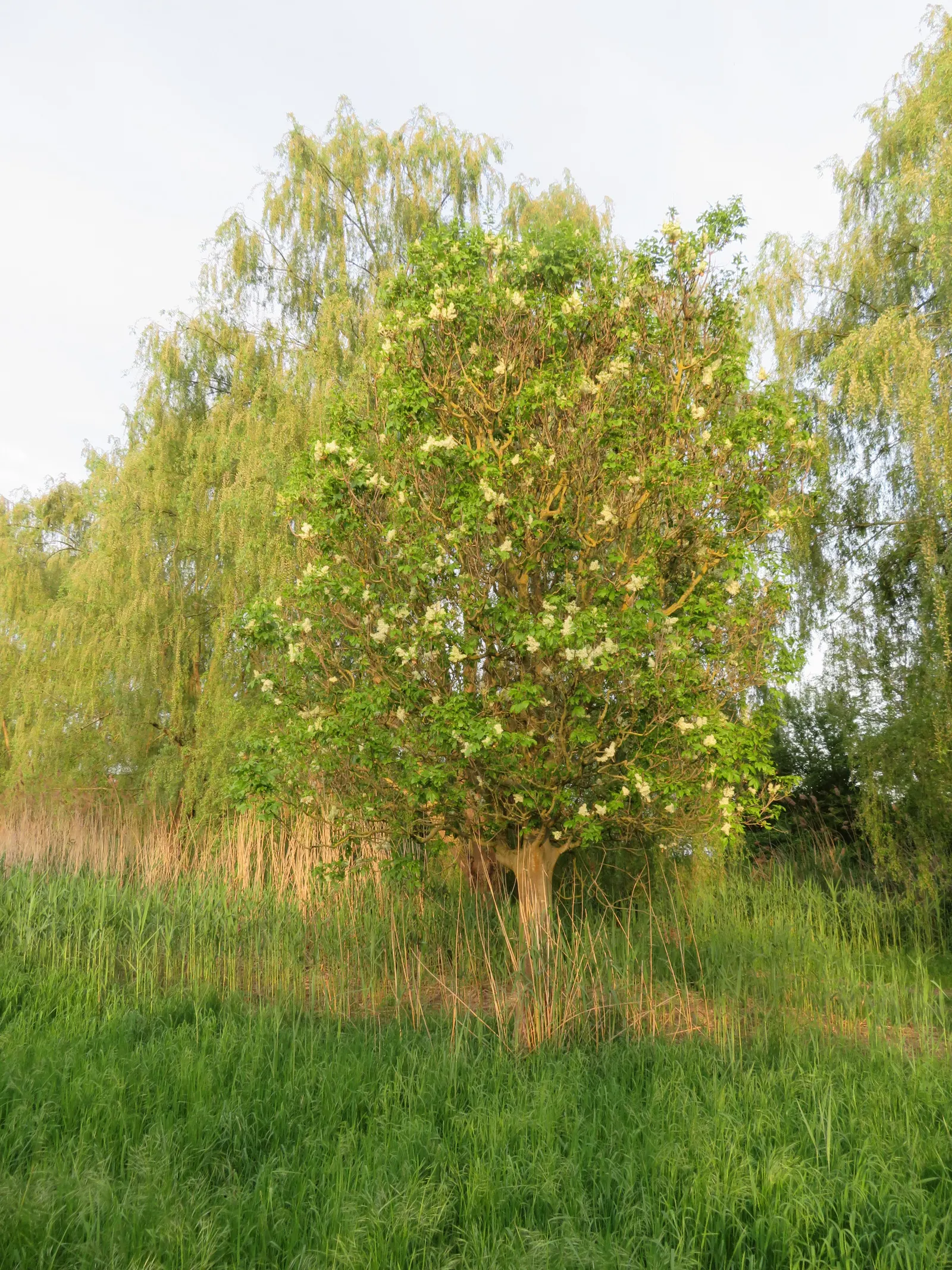 Flowering Ash (Fraxinus Ornus) — Native to the Mediterranean region; tree with green and white blooms