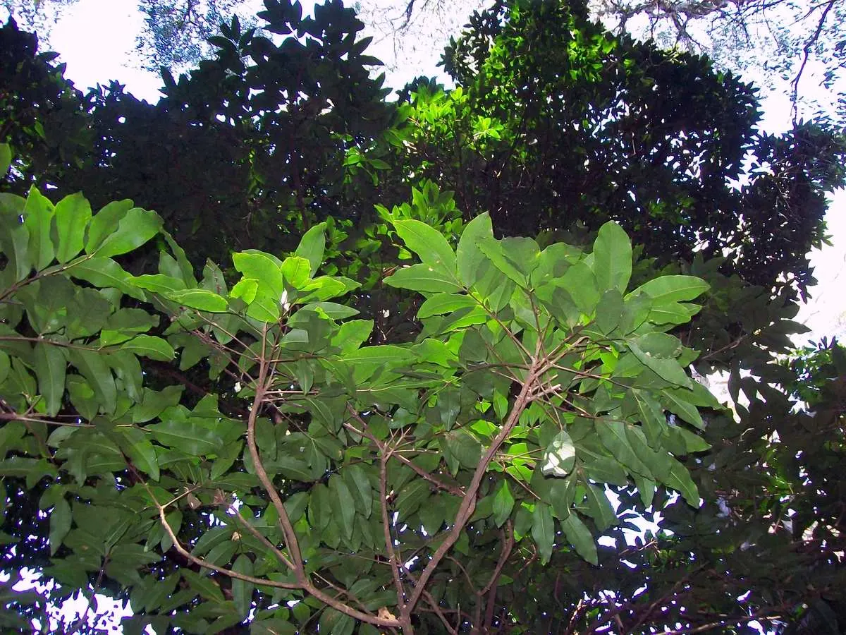 Flowering Ash (Fraxinus Ornus) — this tree typically reaches heights of 15 to 25 feet with an equivalent spread; is a deciduous tree of immense charm and