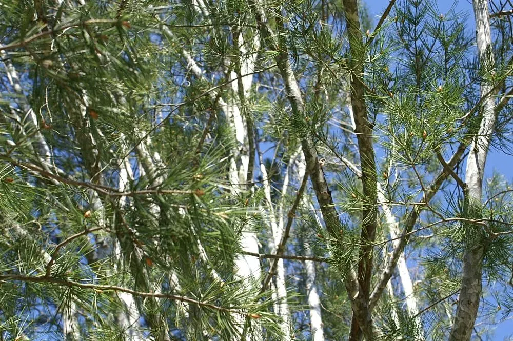 Lacebark (Brachychiton Discolor) — the tree develops boat-shaped seed pods that are equally ornamental; attracting pollinators to the, image 75