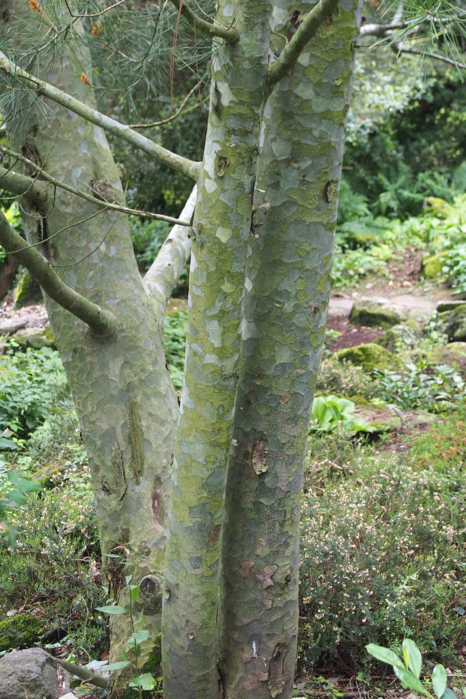 Lacebark (Brachychiton Discolor) — the Lacebark should be planted in well-drained soil with full sun to partial shade exposure; this semi-deciduous tree