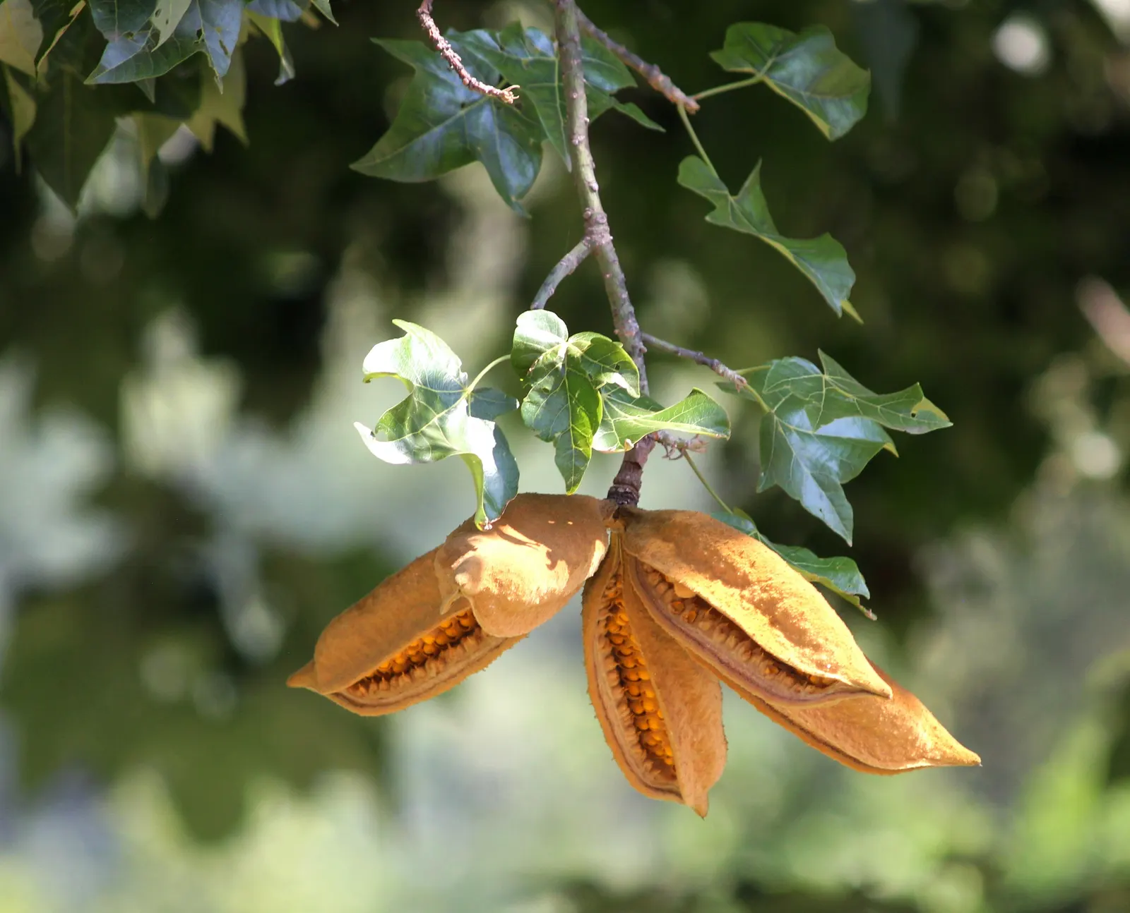 Lacebark (Brachychiton Discolor) — low-maintenance choice for landscapes seeking vertical interest and seasonal color; this semi-deciduous tree, image 118