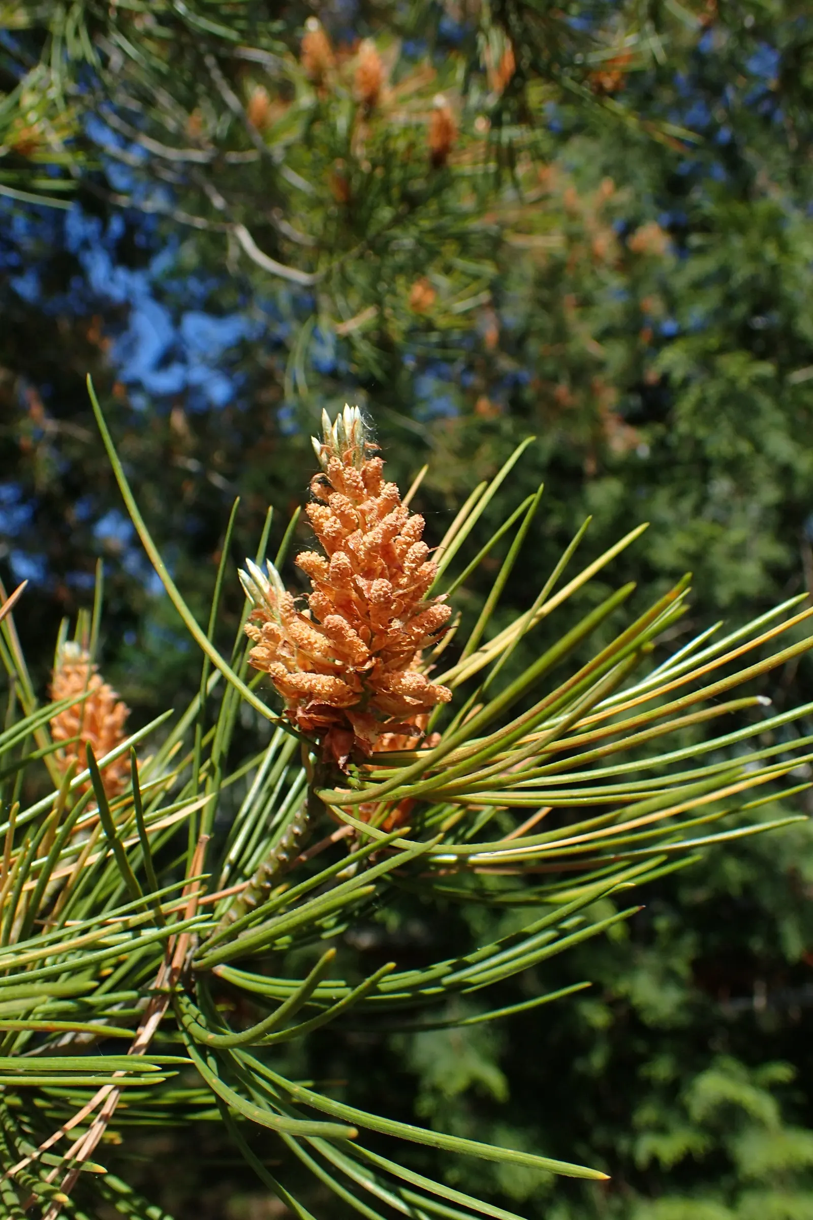 Lacebark (Brachychiton Discolor) — This semi-evergreen species thrives in USDA zones 9-11, preferring well-drained soils; remember to include room, image 88