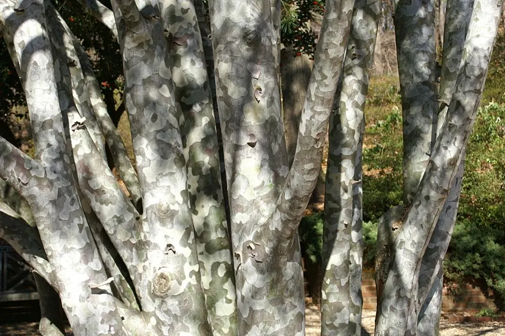 Lacebark (Brachychiton Discolor) — adding more interest to the winter landscape.<br><br>For optimal growth; this semi-evergreen species thrives in, image 77
