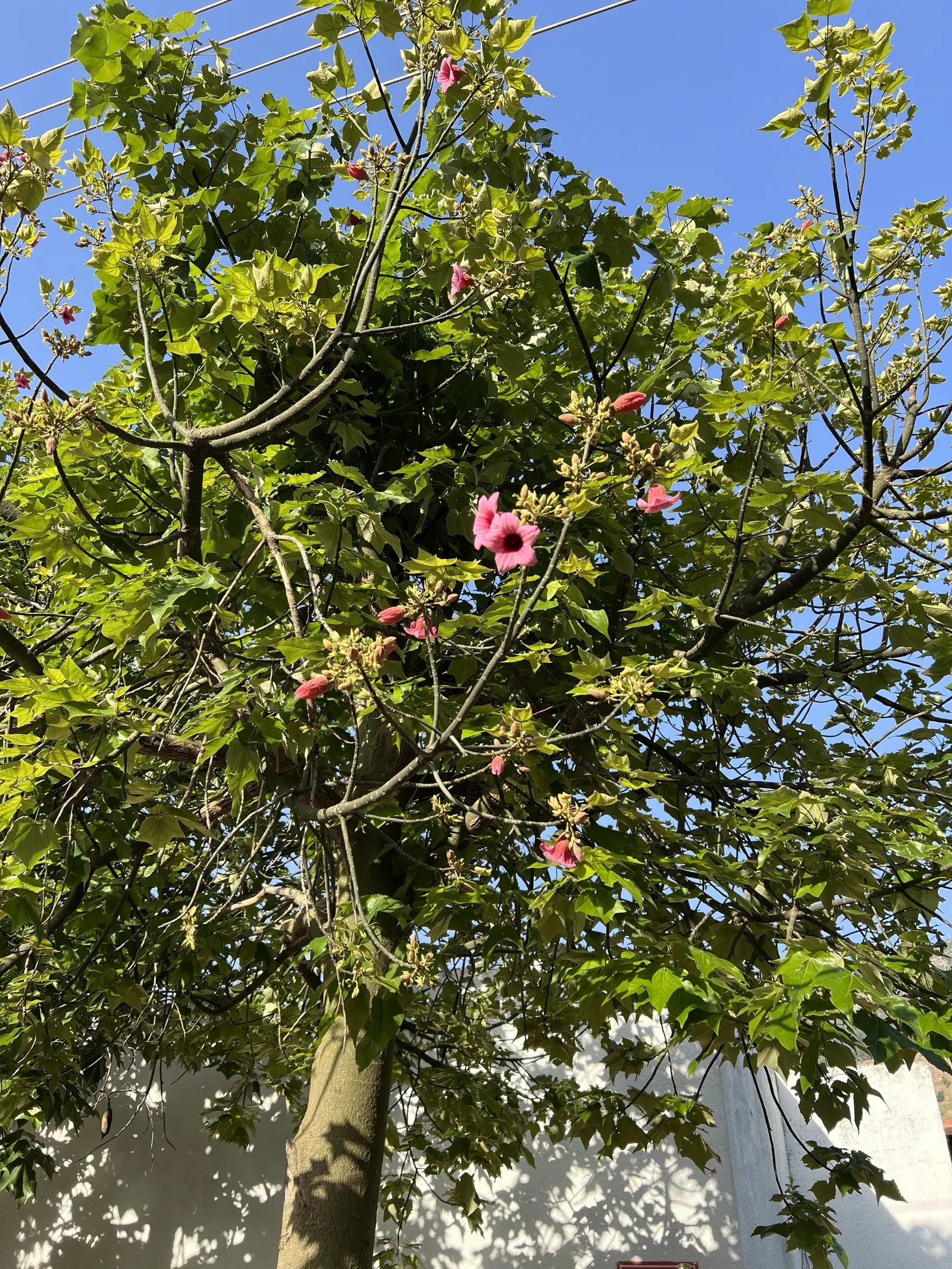 Lacebark (Brachychiton Discolor) — is a standout specimen within the landscape