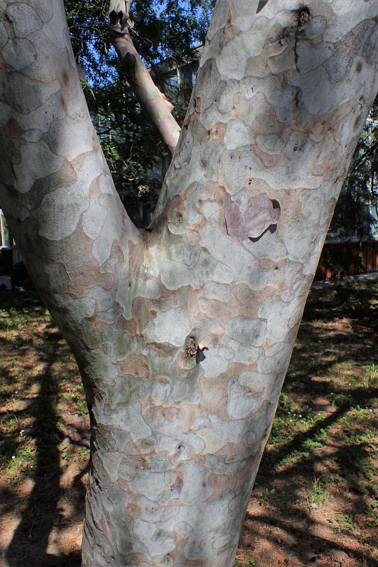 Lacebark (Brachychiton Discolor) — reaching heights of 30‚Äì45 ft with a canopy spread of 15‚Äì30 ft; this semi-deciduous tree typically reaches, image 86