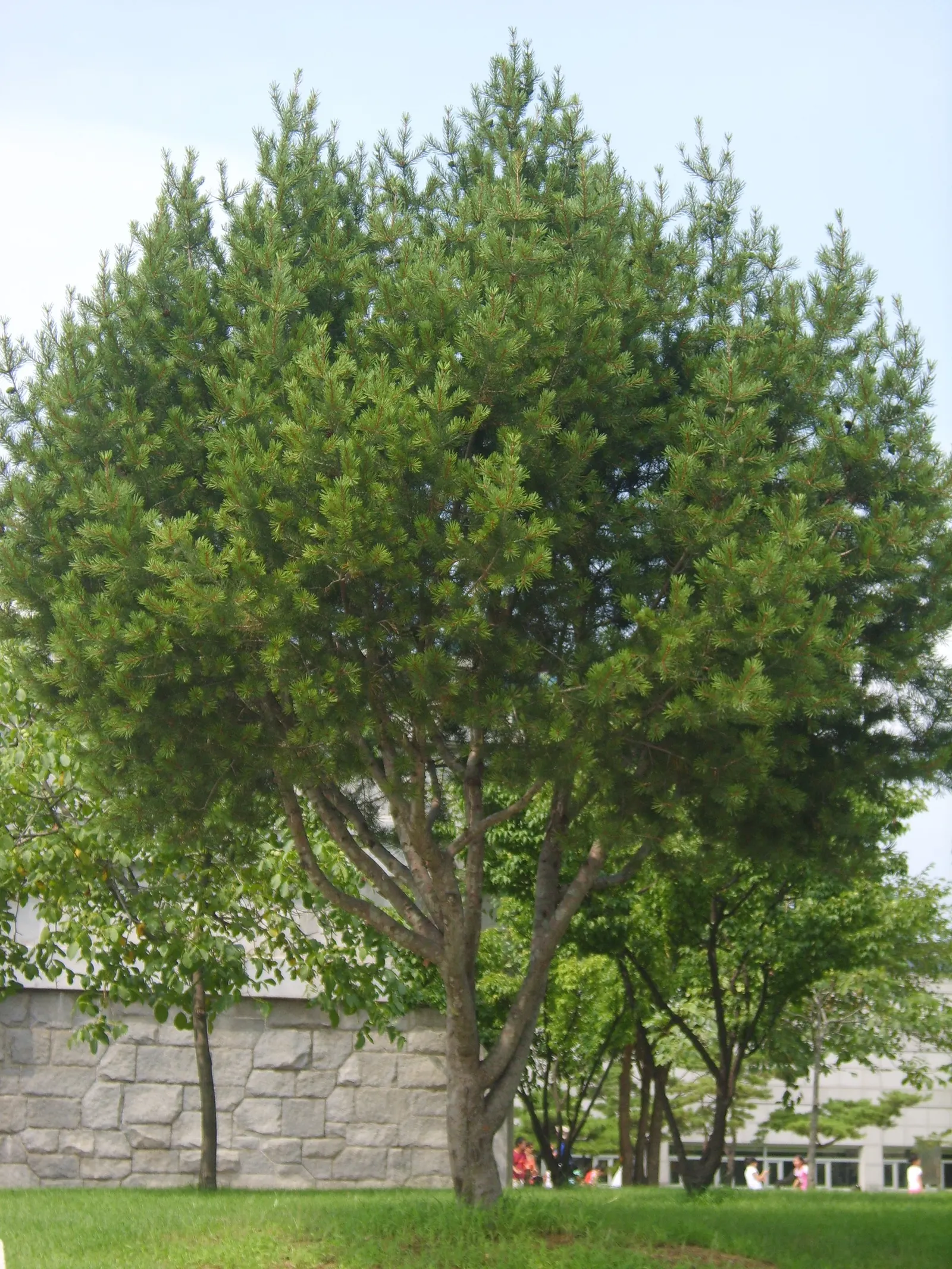 Lacebark (Brachychiton Discolor) — pink flowers in the garden; this semi-deciduous tree typically reaches heights of 30 to 50 feet with a spread of, image 82