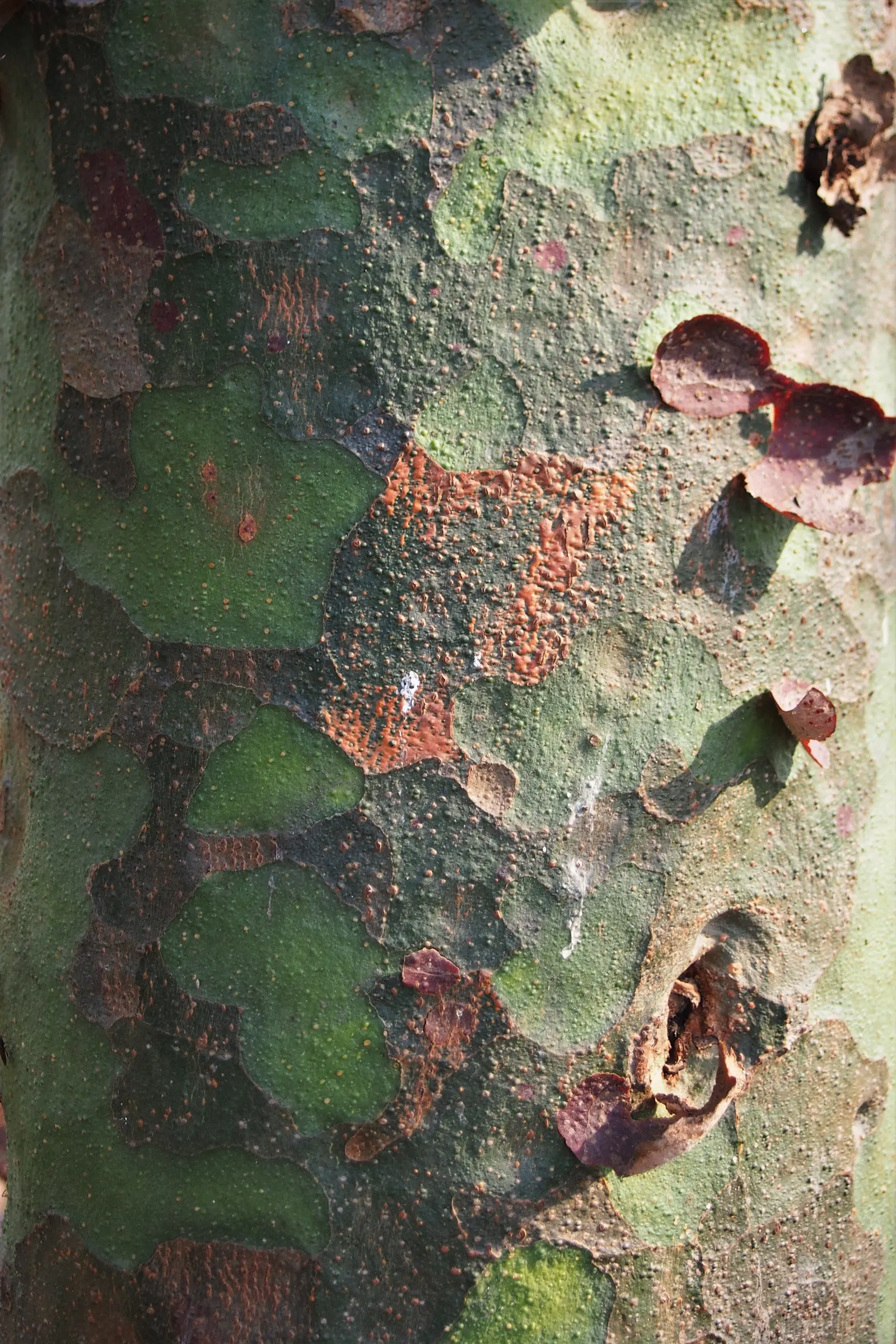 Lacebark (Brachychiton Discolor) — It is relatively drought-tolerant once established; attracting pollinators to the garden.<br><br>Following its splendid