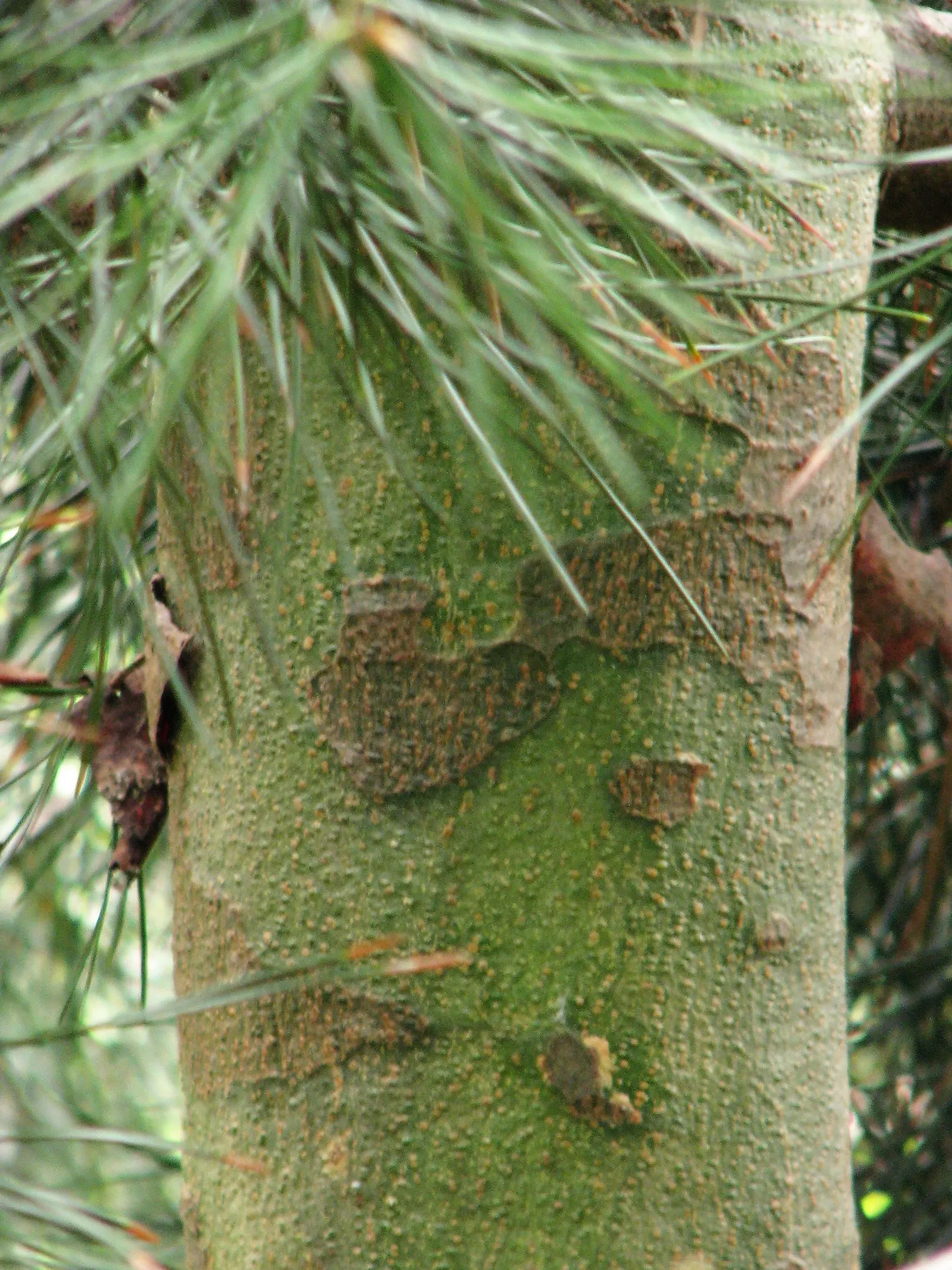 Lacebark (Brachychiton Discolor) — starting off green and maturing to brown; remember to include room for vertical and horizontal growth when aligning this