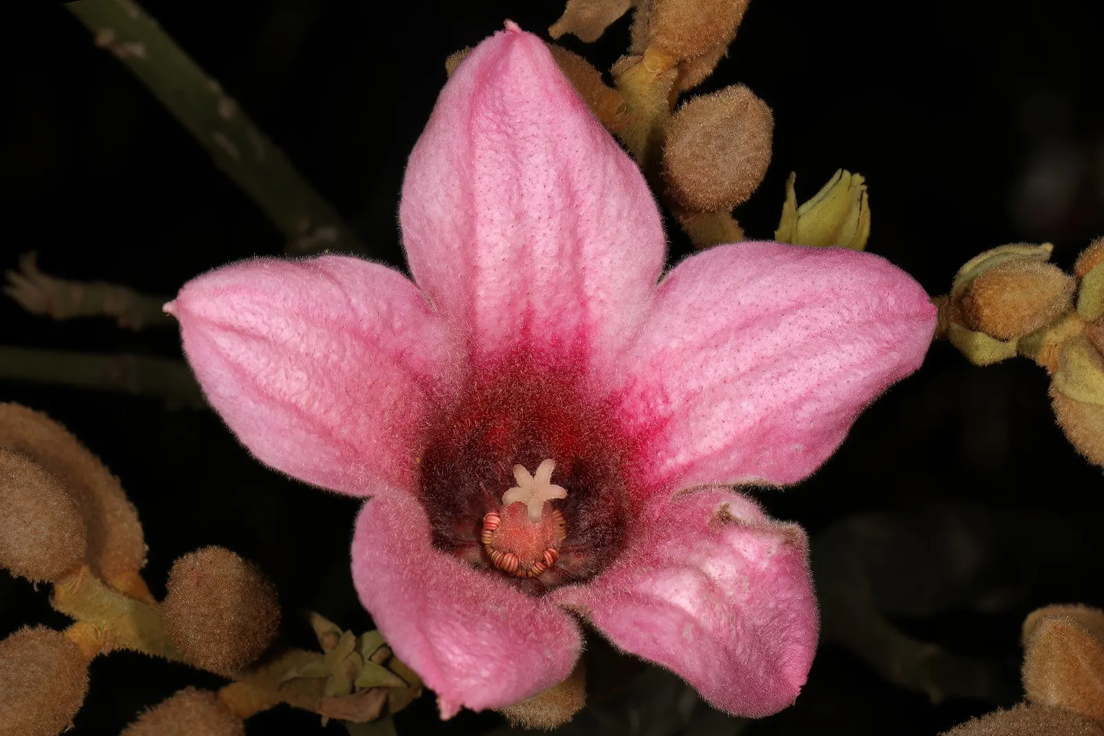 Lacebark (Brachychiton Discolor) — The blooms are roughly 1 to 2 inches in diameter; this semi-evergreen species thrives in USDA zones 9-11, image 129