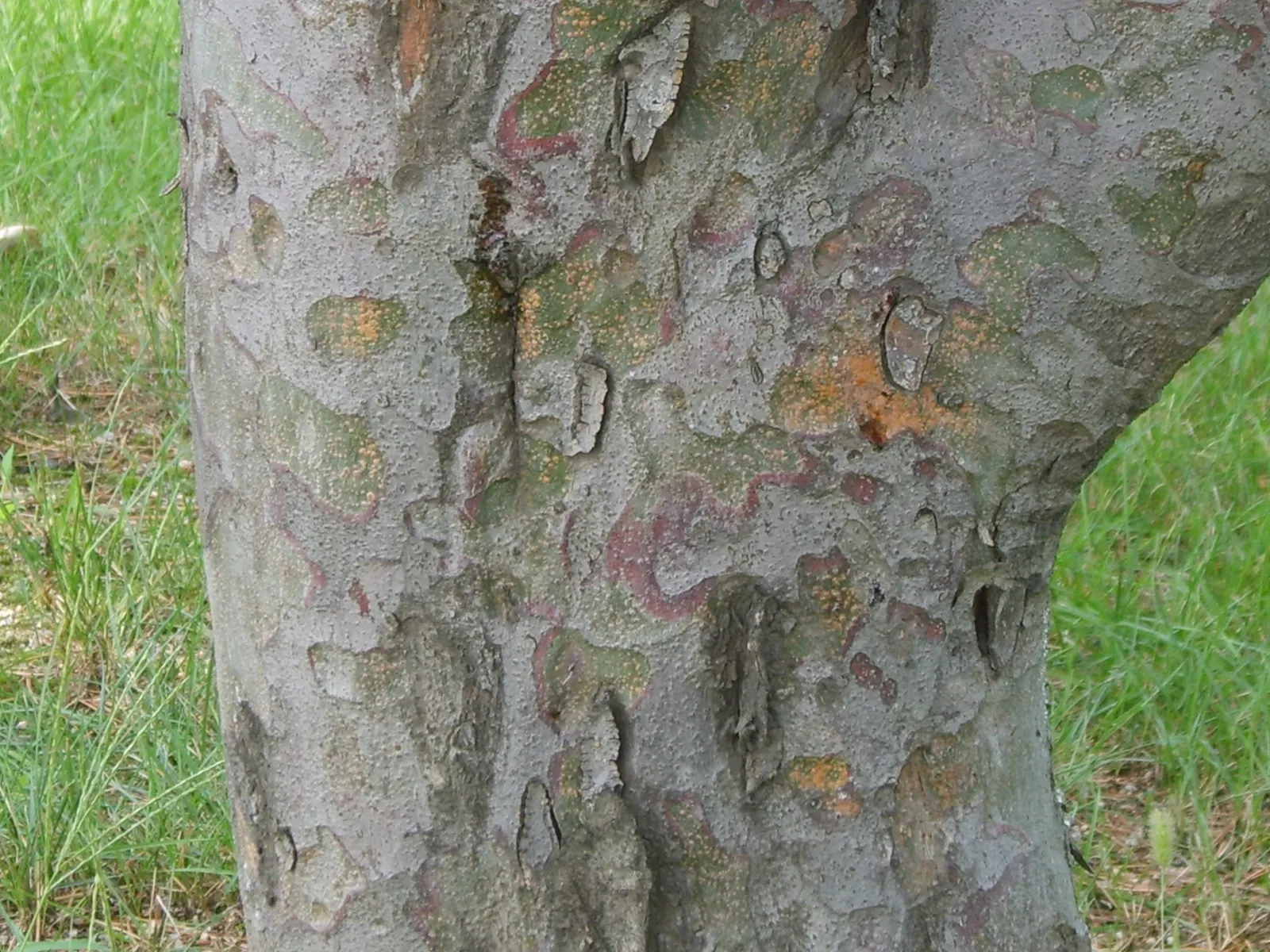 Lacebark (Brachychiton Discolor) — the Lacebark should be planted in well-drained soil with full sun to partial shade exposure; this semi-deciduous, image 78