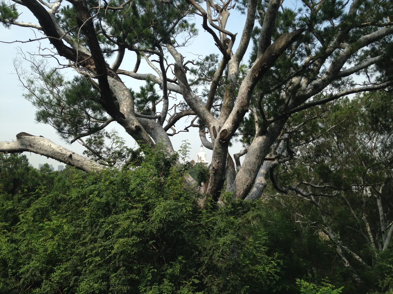 Lacebark (Brachychiton Discolor) — Native to the subtropical regions of northeastern Australia; this semi-deciduous tree typically reaches heights, image 66