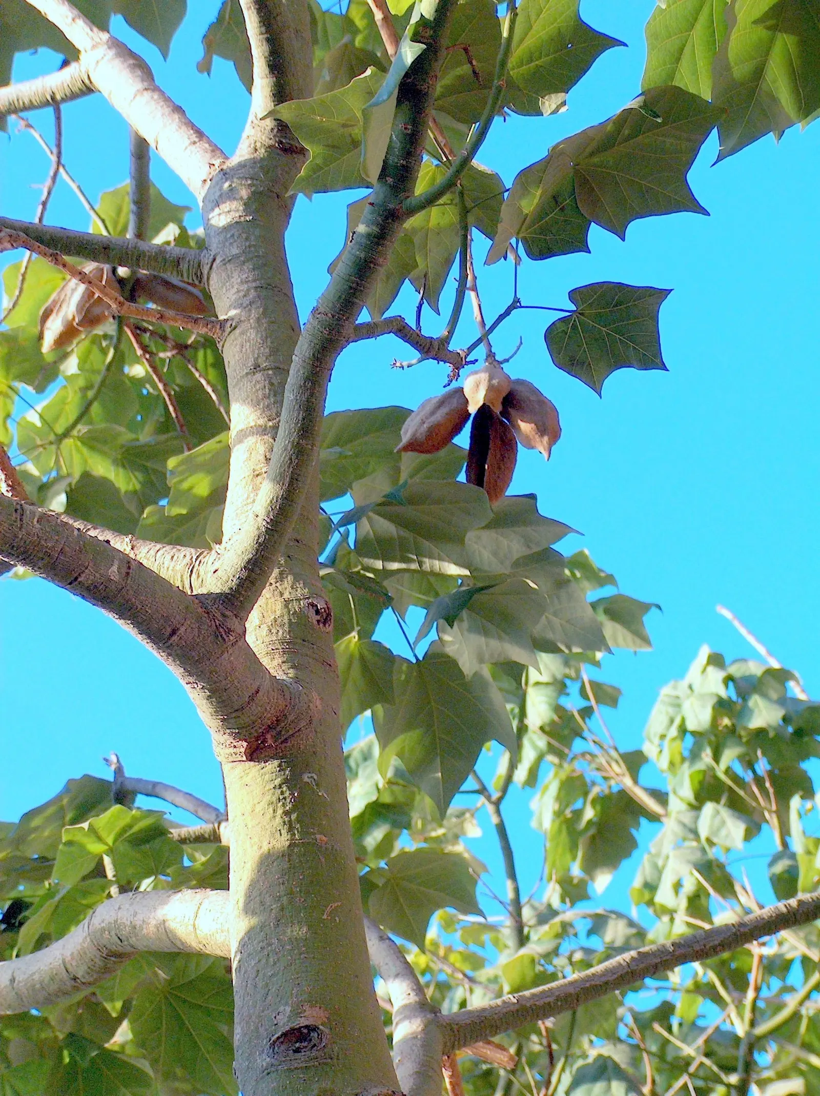 Lacebark (Brachychiton Discolor) — thanks to its dynamic foliage and showy flowers; this semi-evergreen species thrives in USDA zones 9-11, image 121