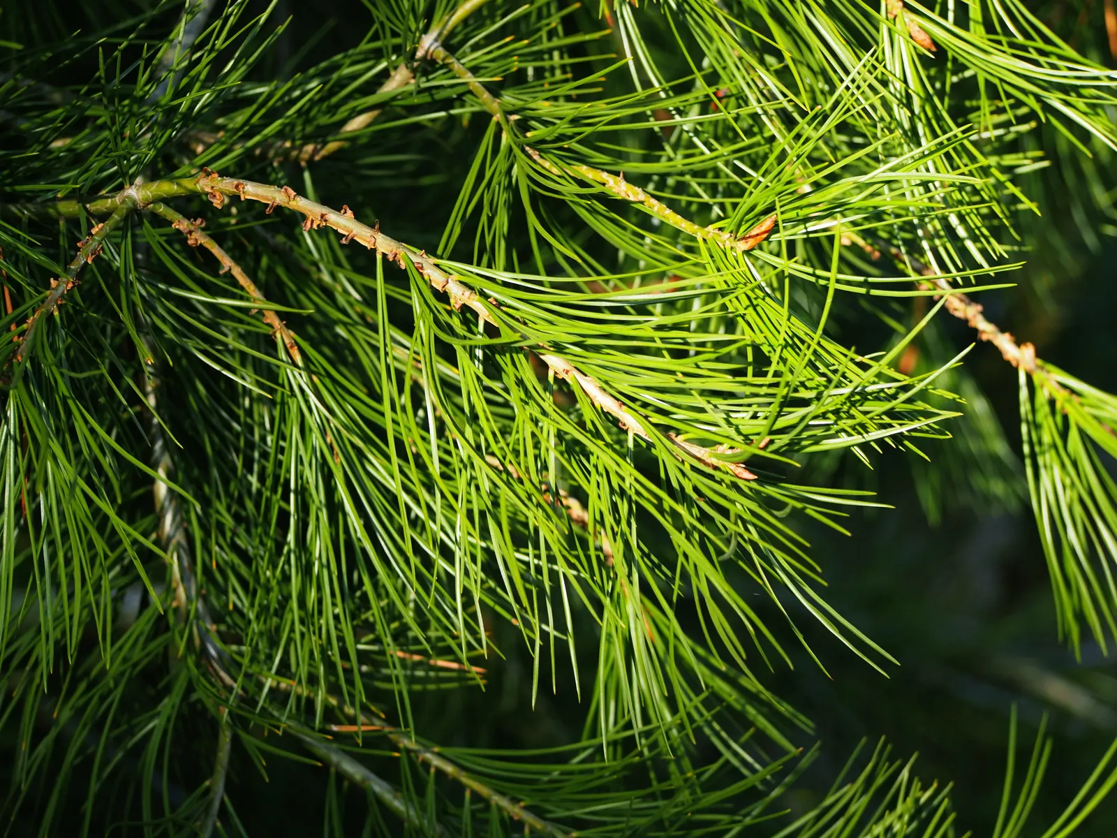Lacebark (Brachychiton Discolor) — The Lacebark tree (Brachychiton discolor); this semi-evergreen species thrives in USDA zones 9-11, preferring, image 57