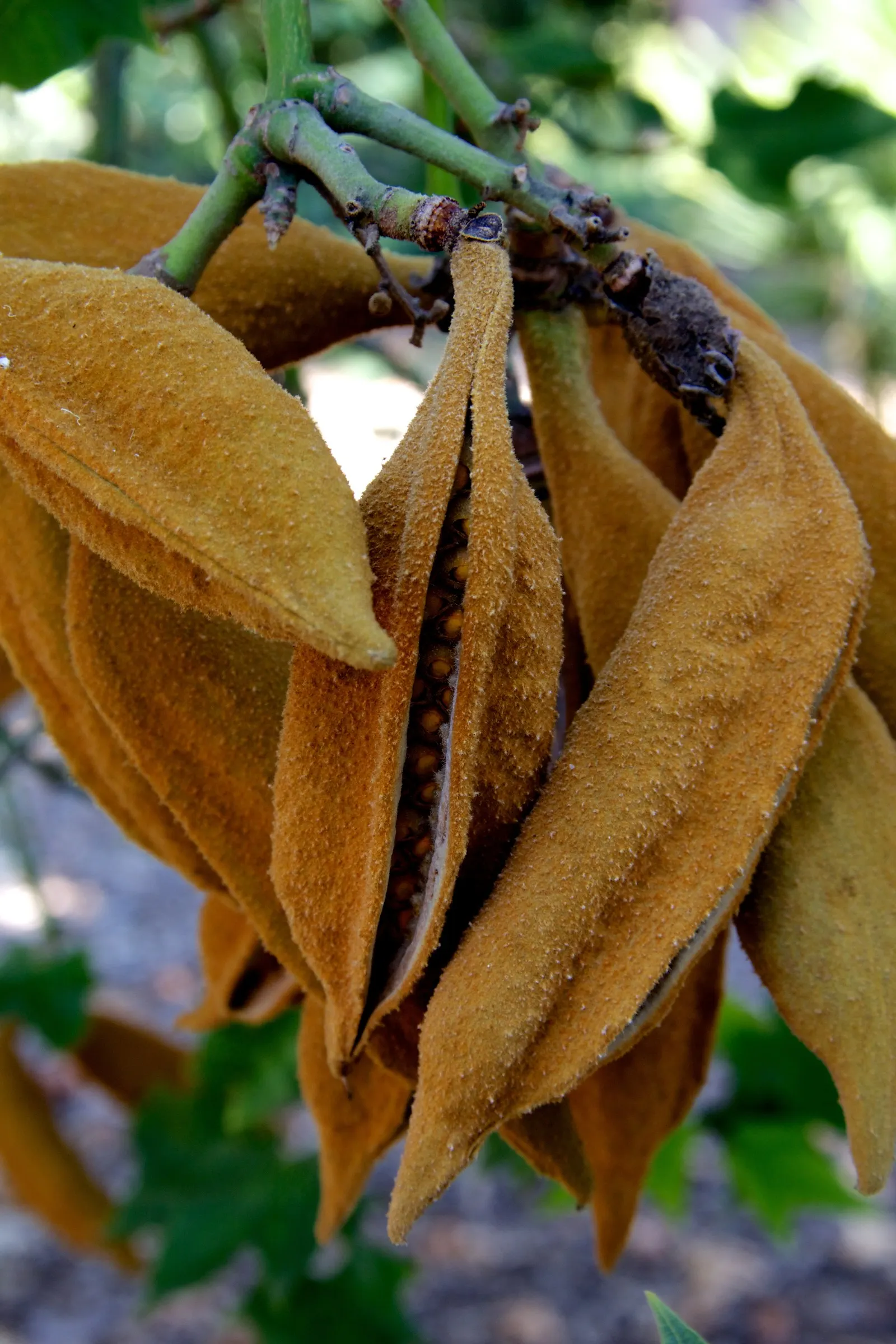 Lacebark (Brachychiton Discolor) — These are deeply lobed, offering a textured aesthetic throughout the growing season; this semi-evergreen species, image 125