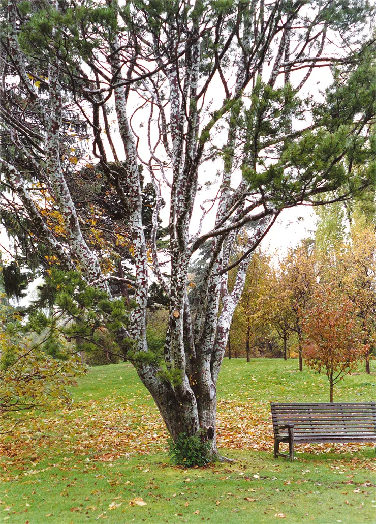 Lacebark (Brachychiton Discolor) — the Lacebark is adorned with bell-shaped; attracting pollinators to the garden.<br><br>Following its splendid, image 71