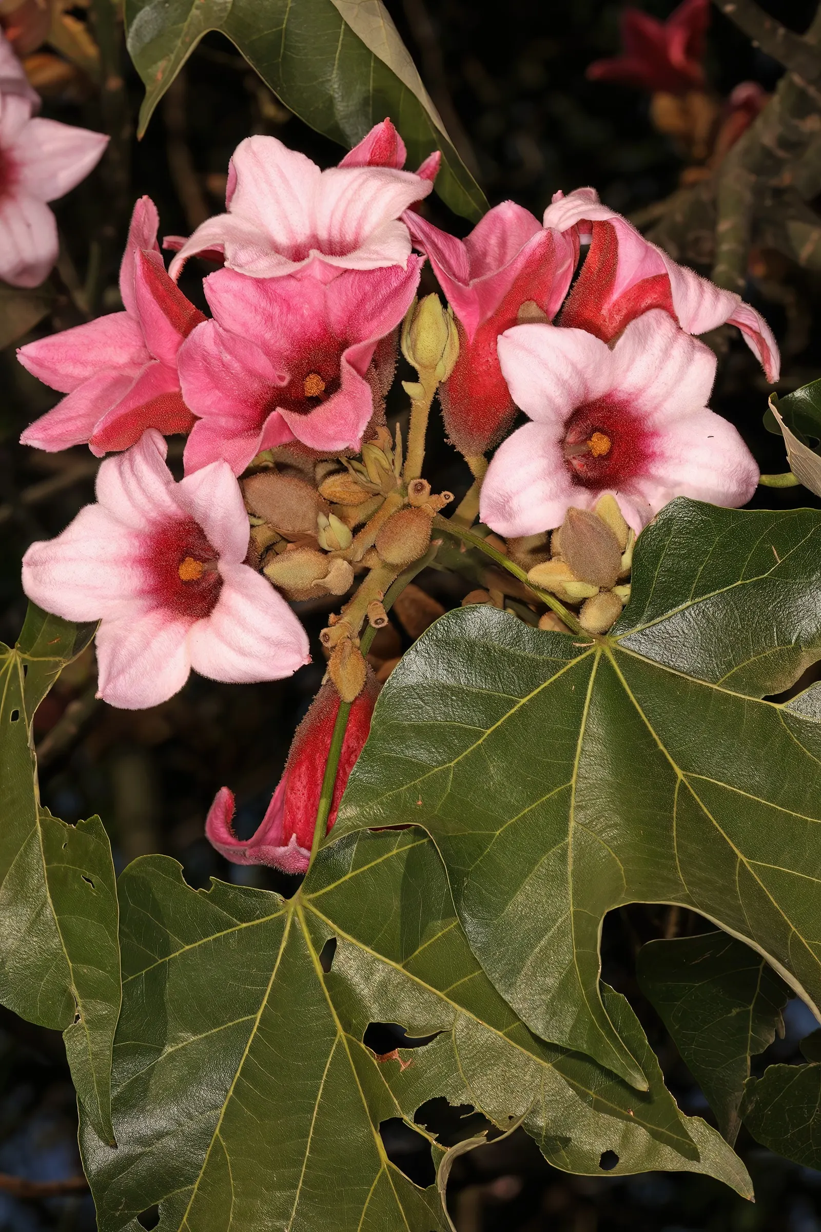 Lacebark (Brachychiton Discolor) — attracting pollinators to the garden.<br><br>Following its splendid flowering period; this semi-deciduous tree, image 130