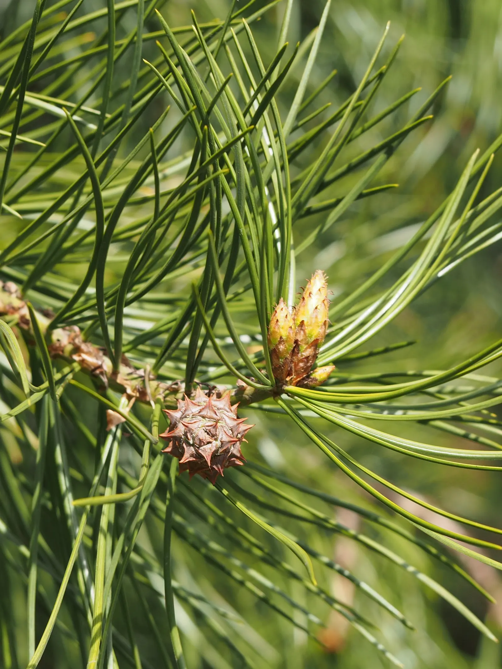 Lacebark (Brachychiton Discolor) — The blooms are roughly 1 to 2 inches in diameter; this semi-evergreen species thrives in USDA zones 9-11, preferring