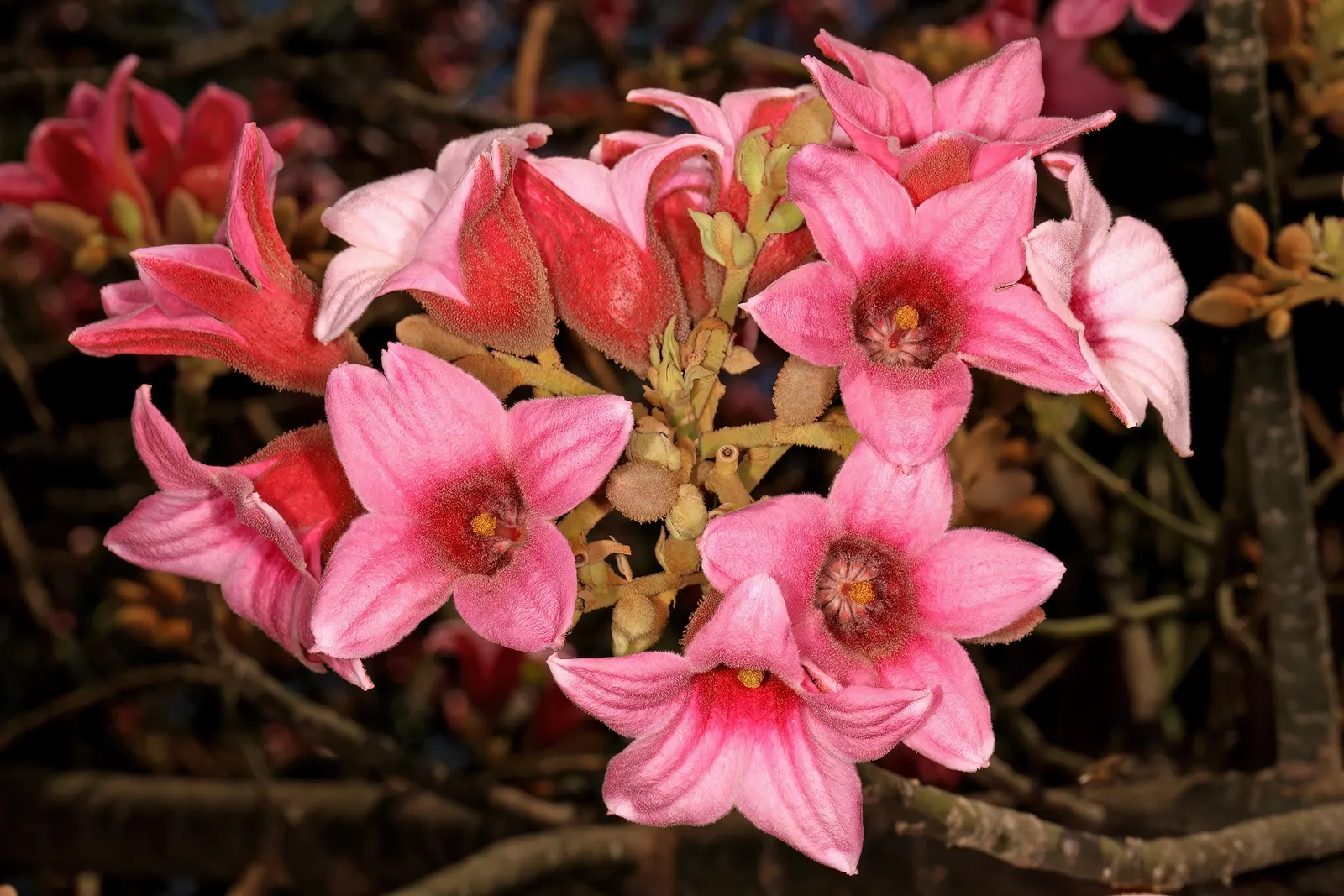 Lacebark (Brachychiton Discolor) — marked by red inner stripes - providing a striking contrast against the foliage; remember to include room for, image 128