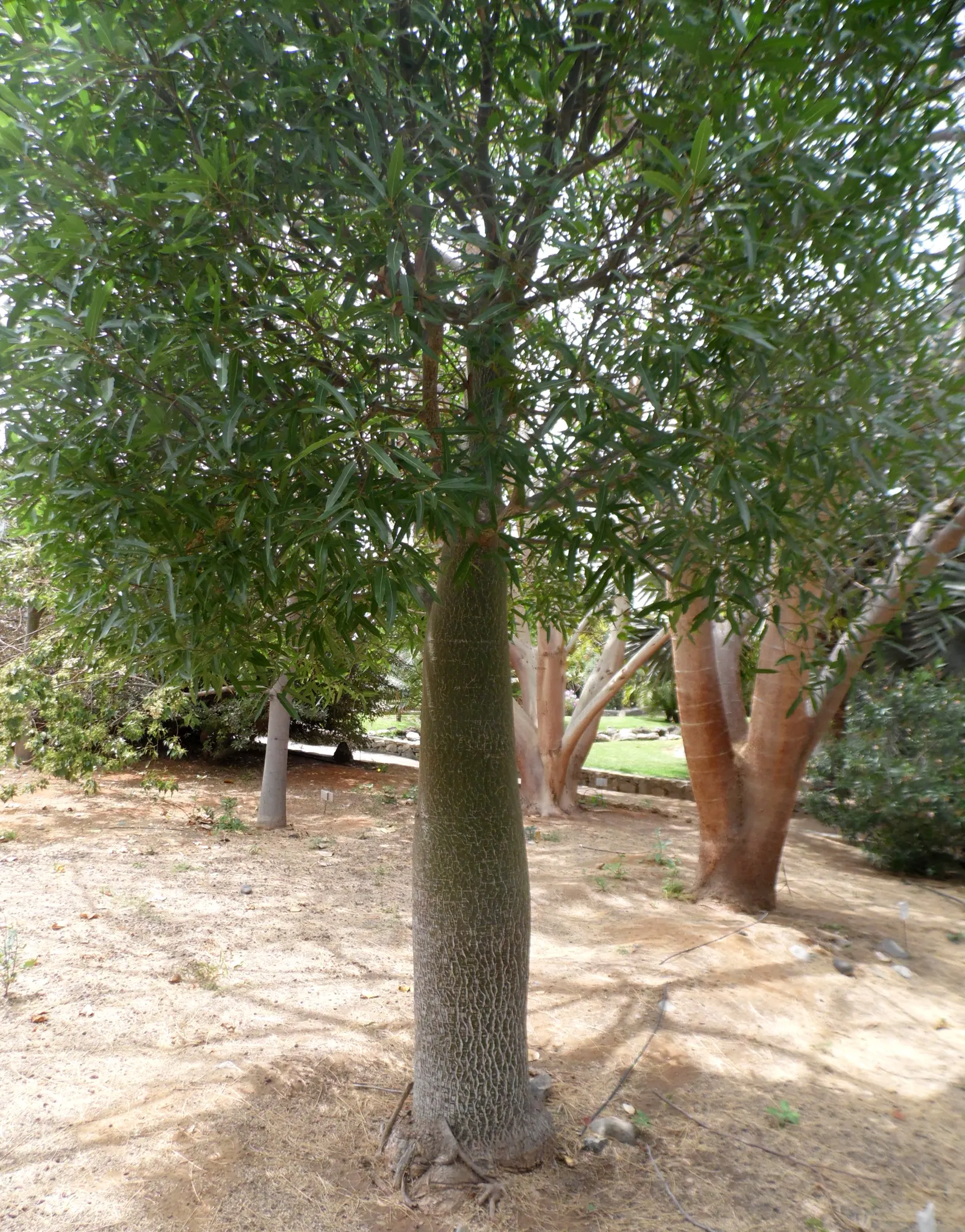 Lacebark (Brachychiton Discolor) — It is relatively drought-tolerant once established; attracting pollinators to the garden.<br><br>Following its, image 107