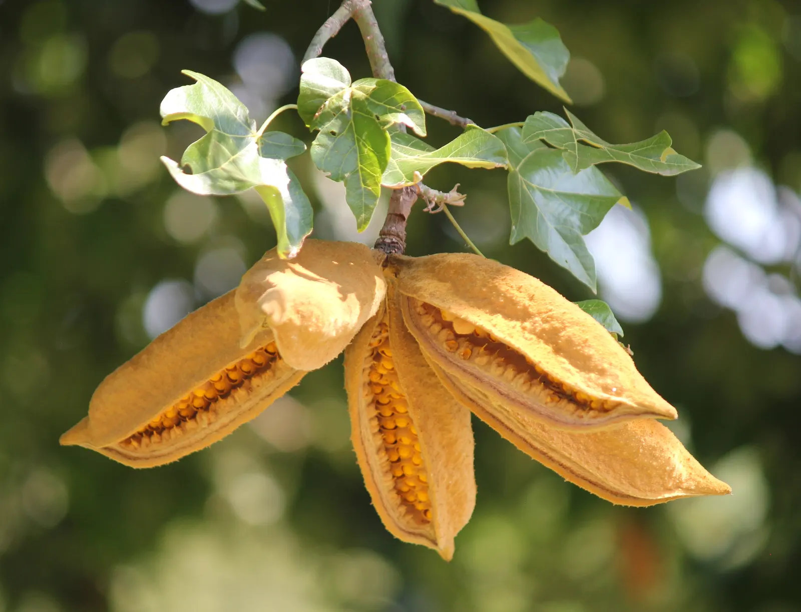 Lacebark (Brachychiton Discolor) — is renowned for its showy pink flowers and striking mottled bark; attracting pollinators to the, image 115